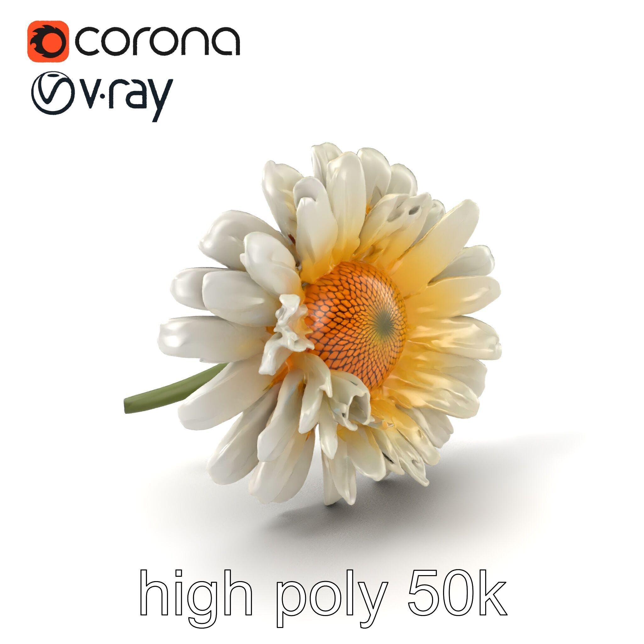 Leucanthemum Vulgare Realistic Flower Model Pack Low-poly 3D model_2