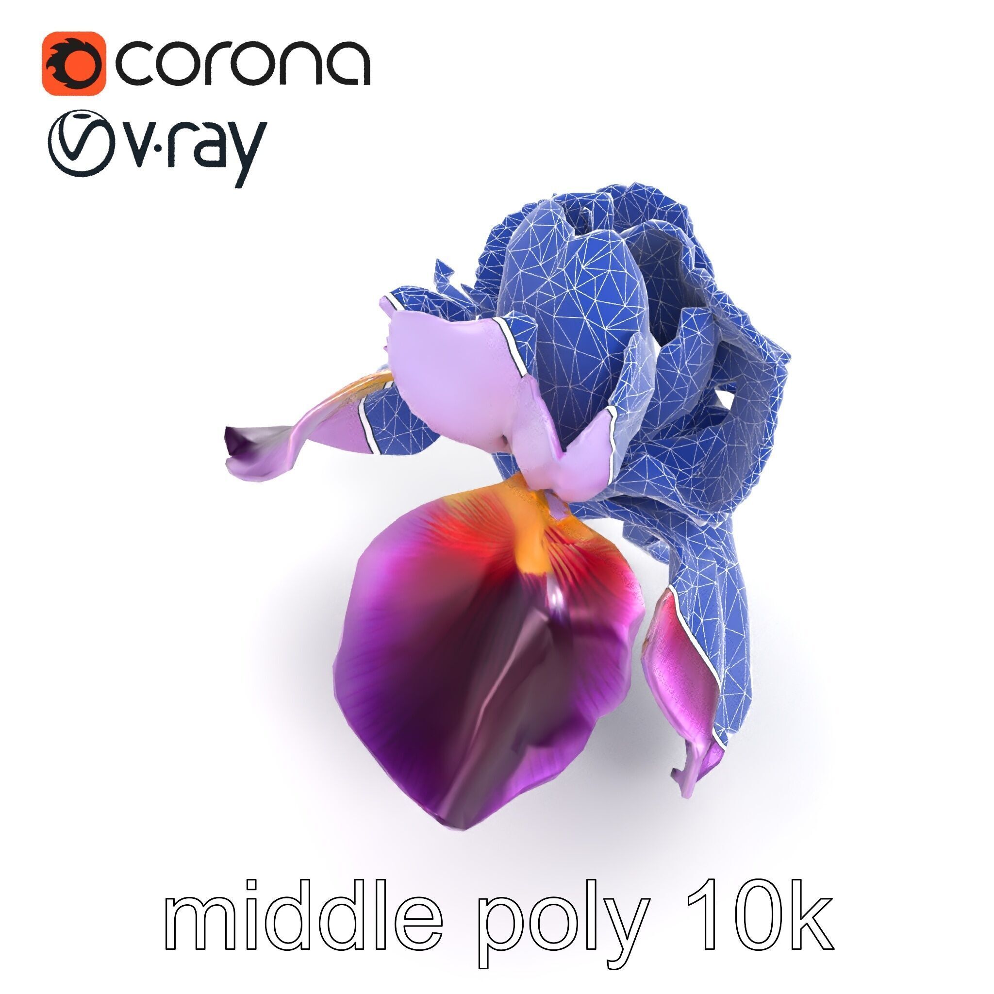 Japanese Iris Flower Realistic Model Pack Low-poly 3D model_27