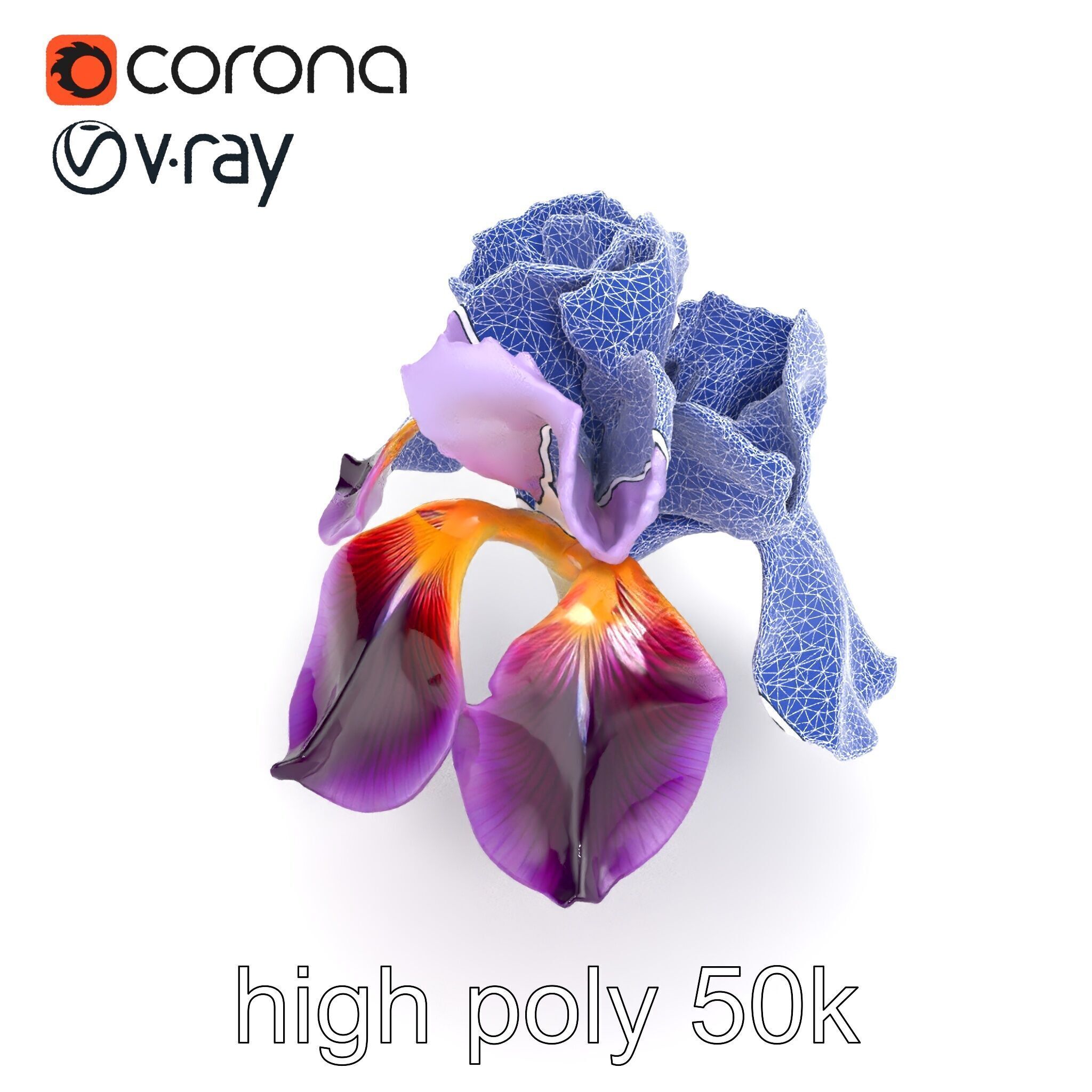 Japanese Iris Flower Realistic Model Pack Low-poly 3D model_31