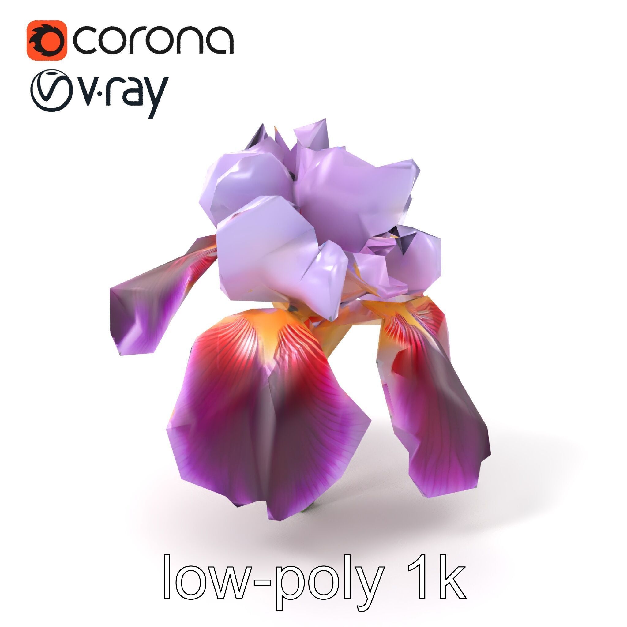 Japanese Iris Flower Realistic Model Pack Low-poly 3D model_5