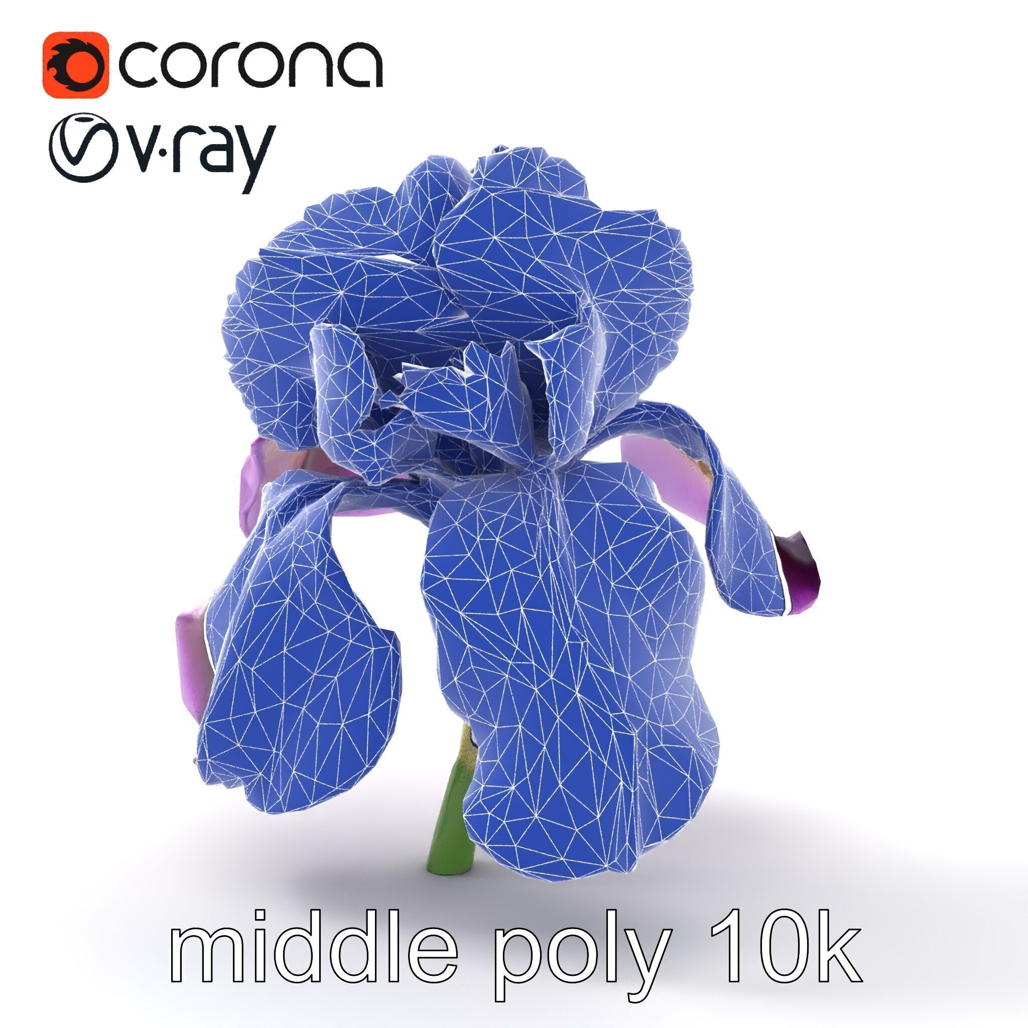 Japanese Iris Flower Realistic Model Pack Low-poly 3D model_19