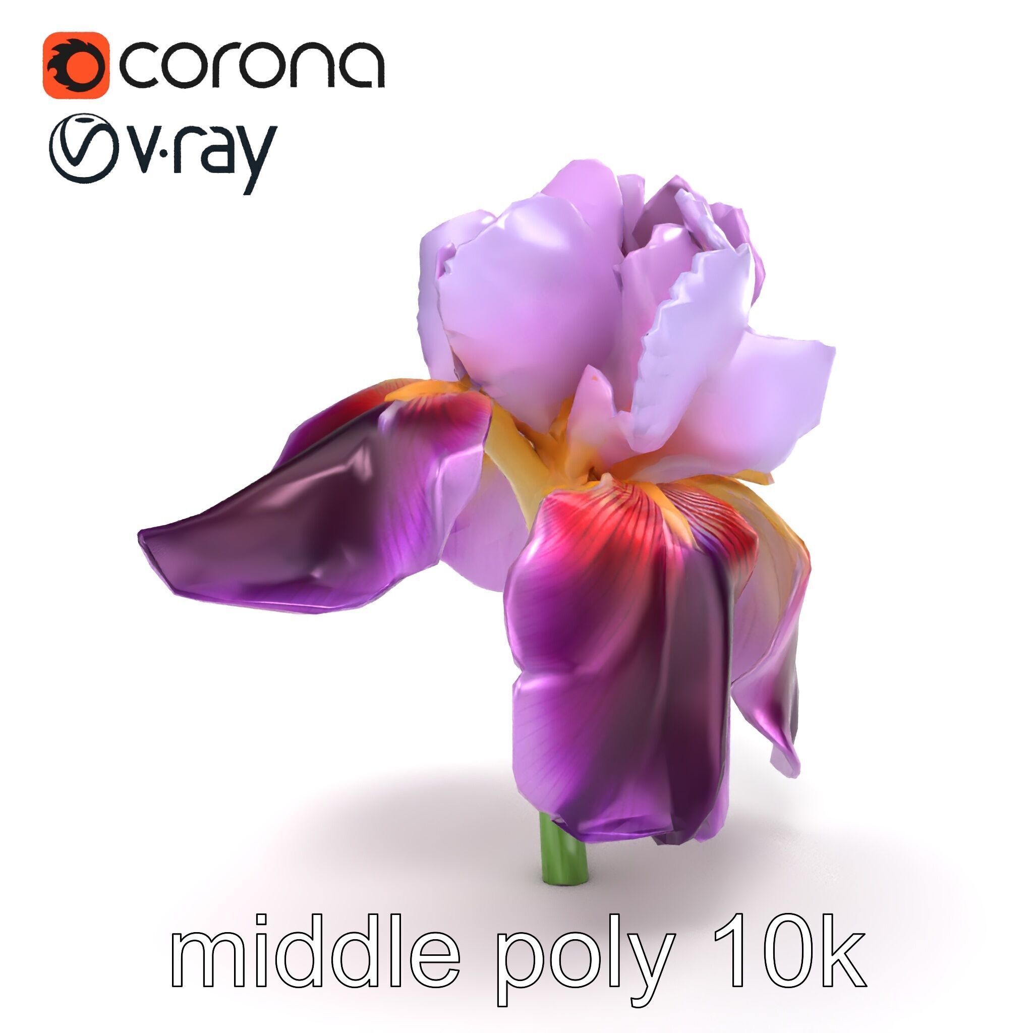 Japanese Iris Flower Realistic Model Pack Low-poly 3D model_24