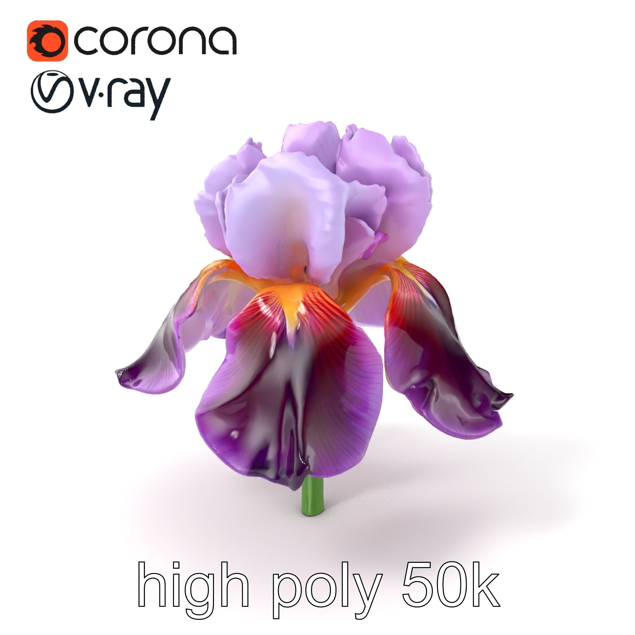 Japanese Iris Flower Realistic Model Pack Low-poly 3D model_2