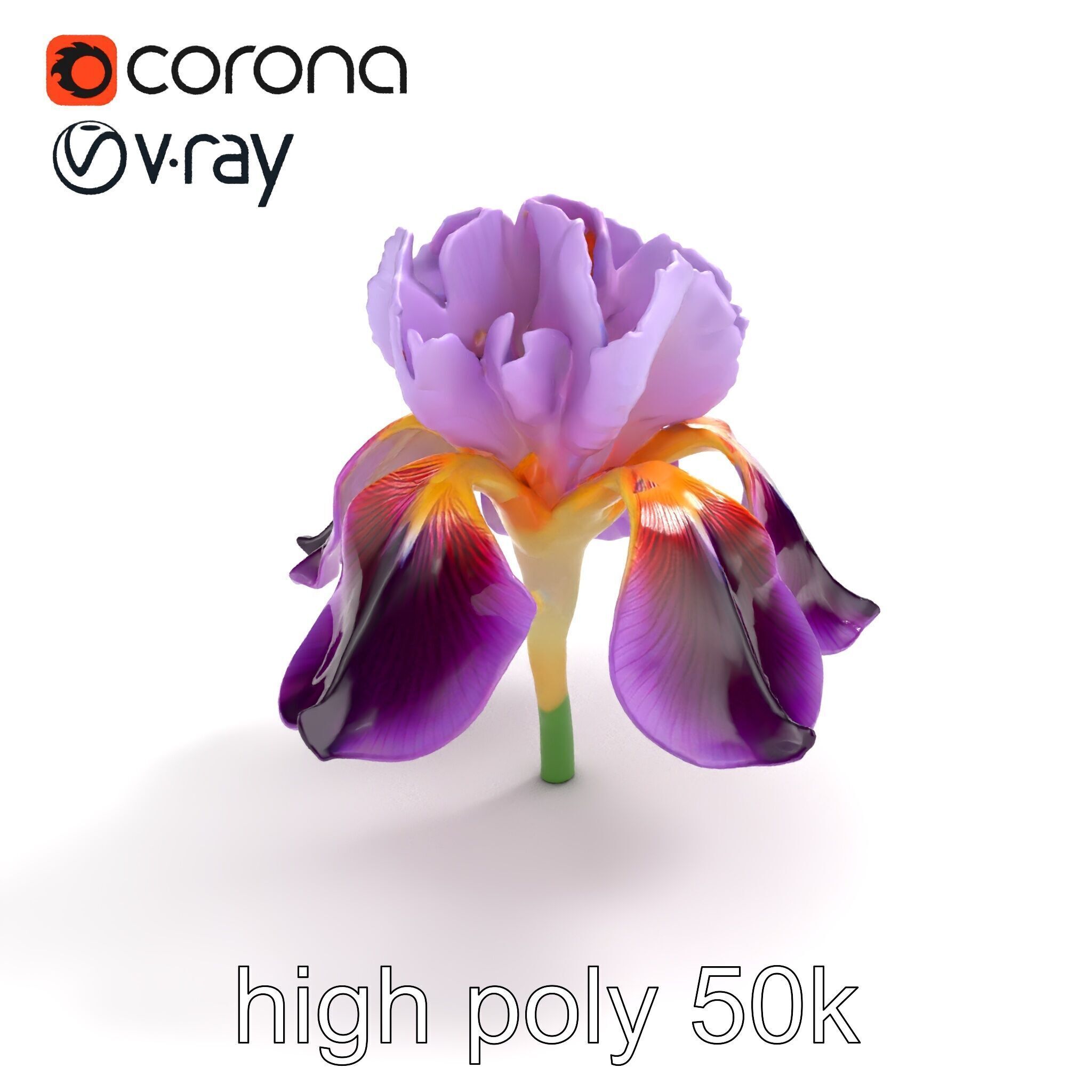 Japanese Iris Flower Realistic Model Pack Low-poly 3D model_16