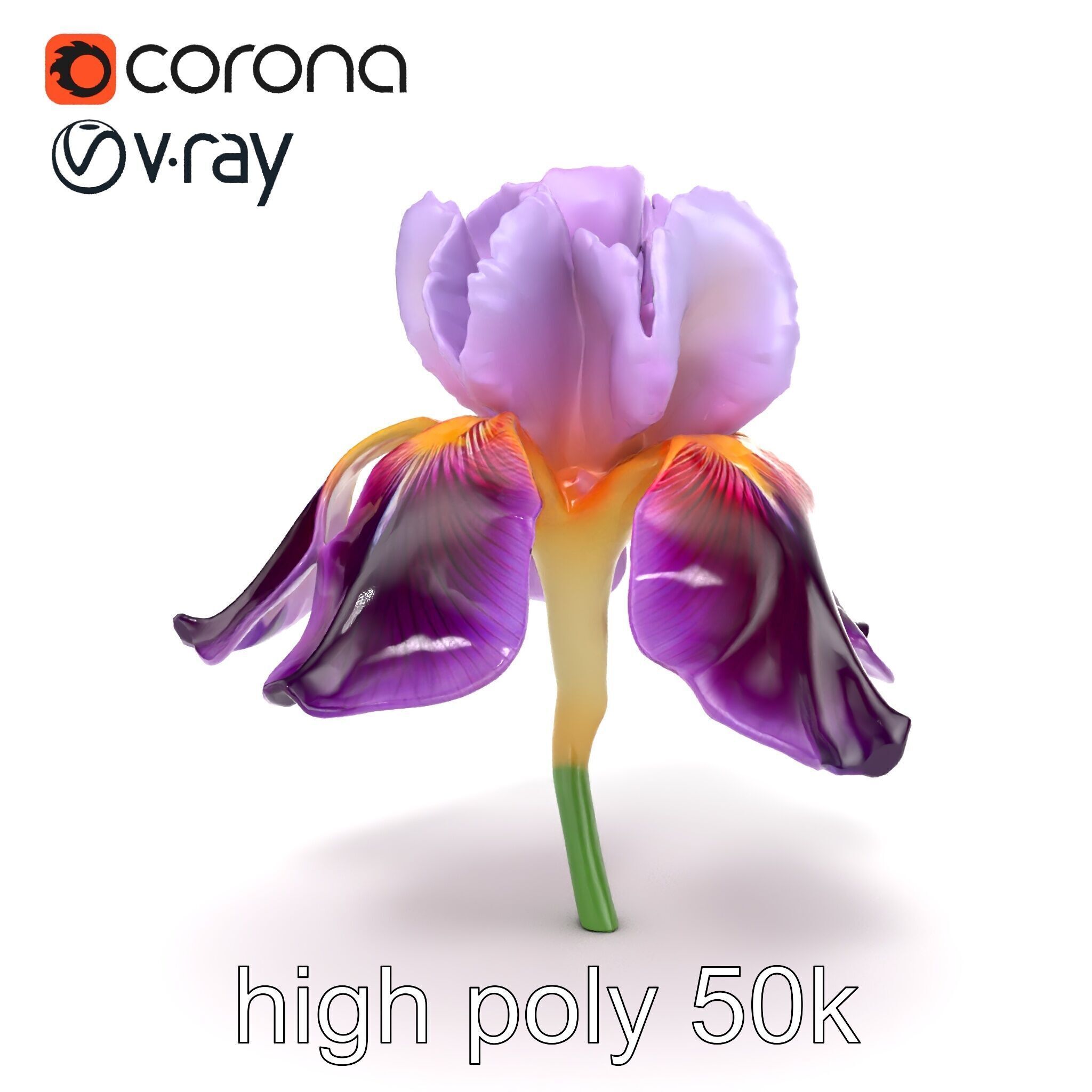 Japanese Iris Flower Realistic Model Pack Low-poly 3D model_26
