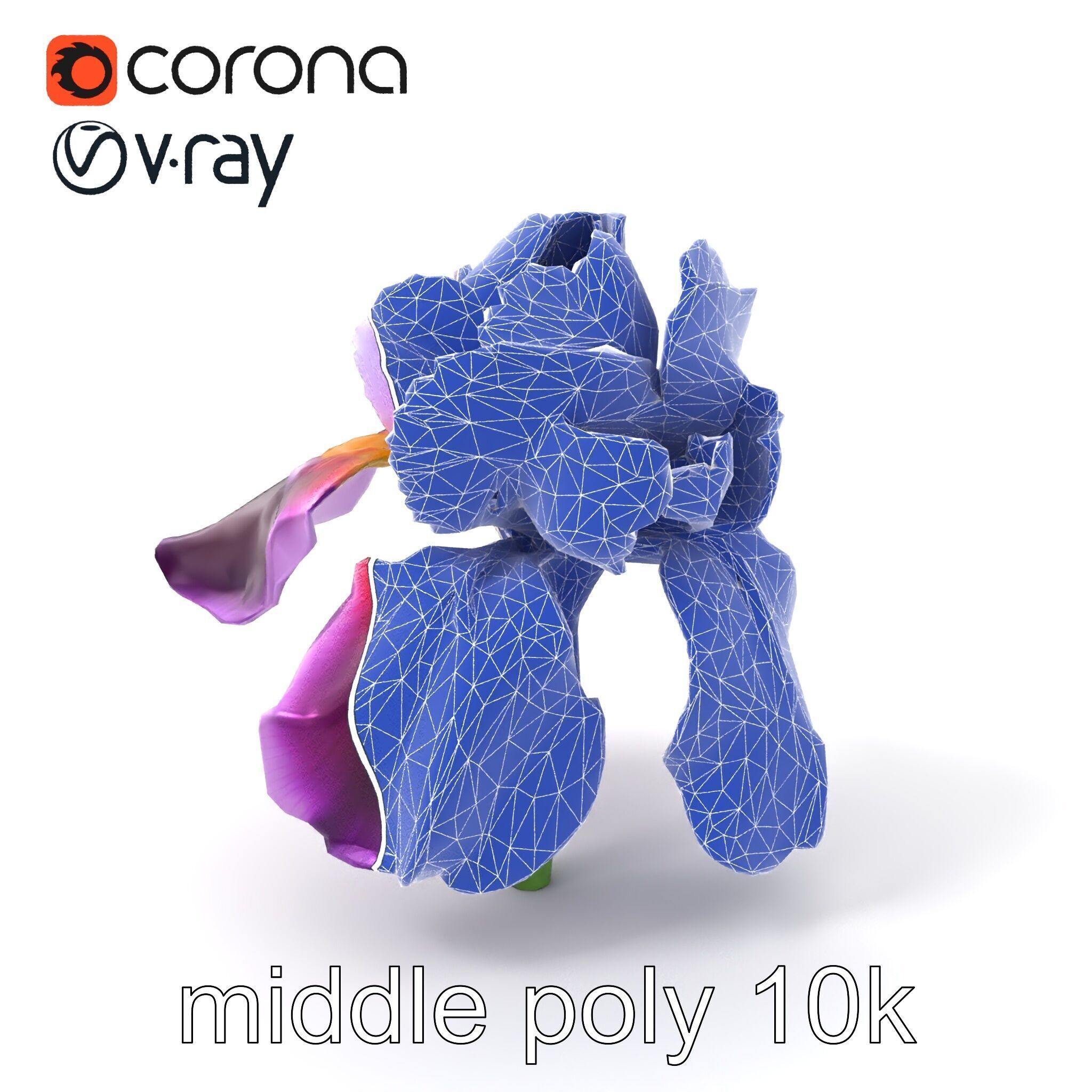 Japanese Iris Flower Realistic Model Pack Low-poly 3D model_6