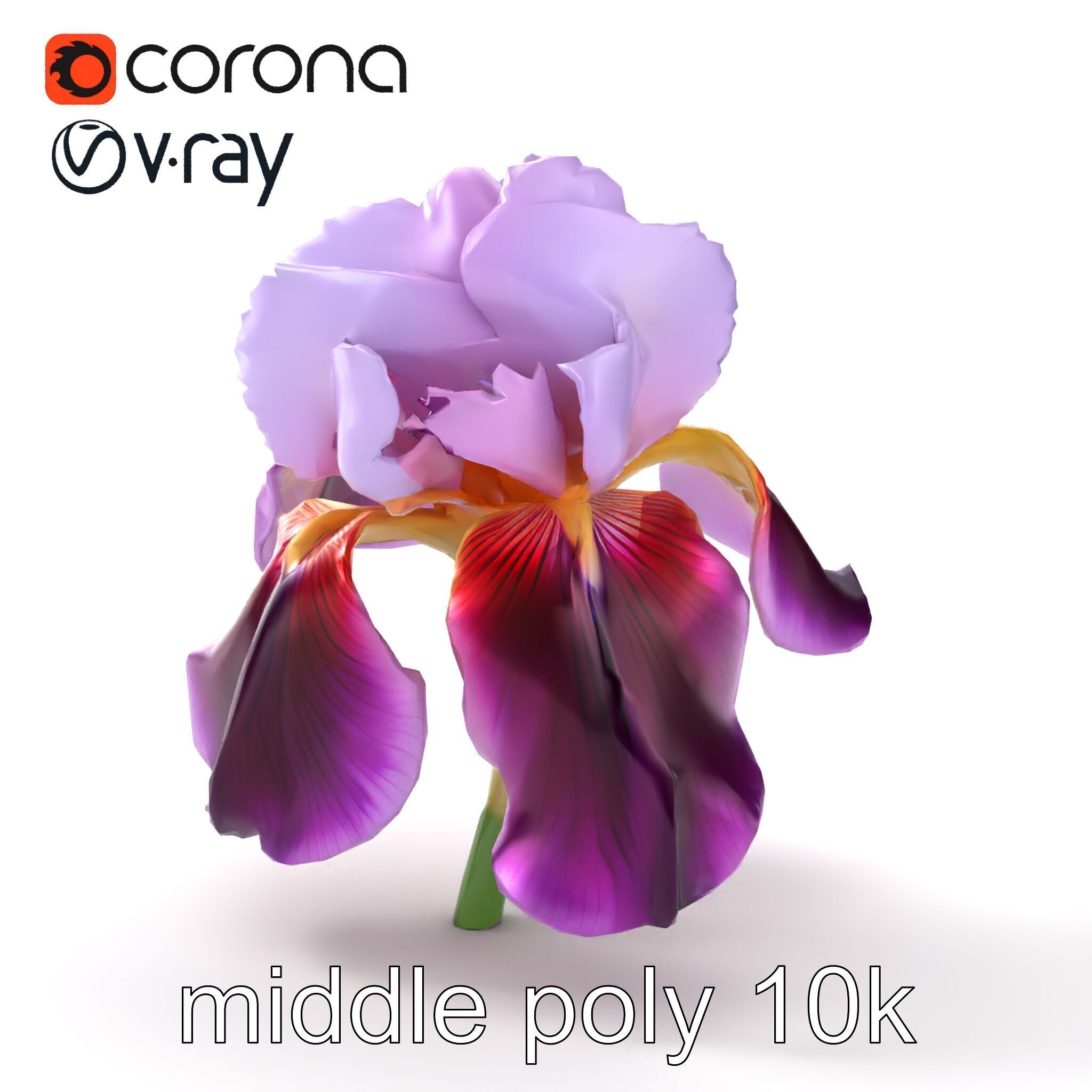 Japanese Iris Flower Realistic Model Pack Low-poly 3D model_32