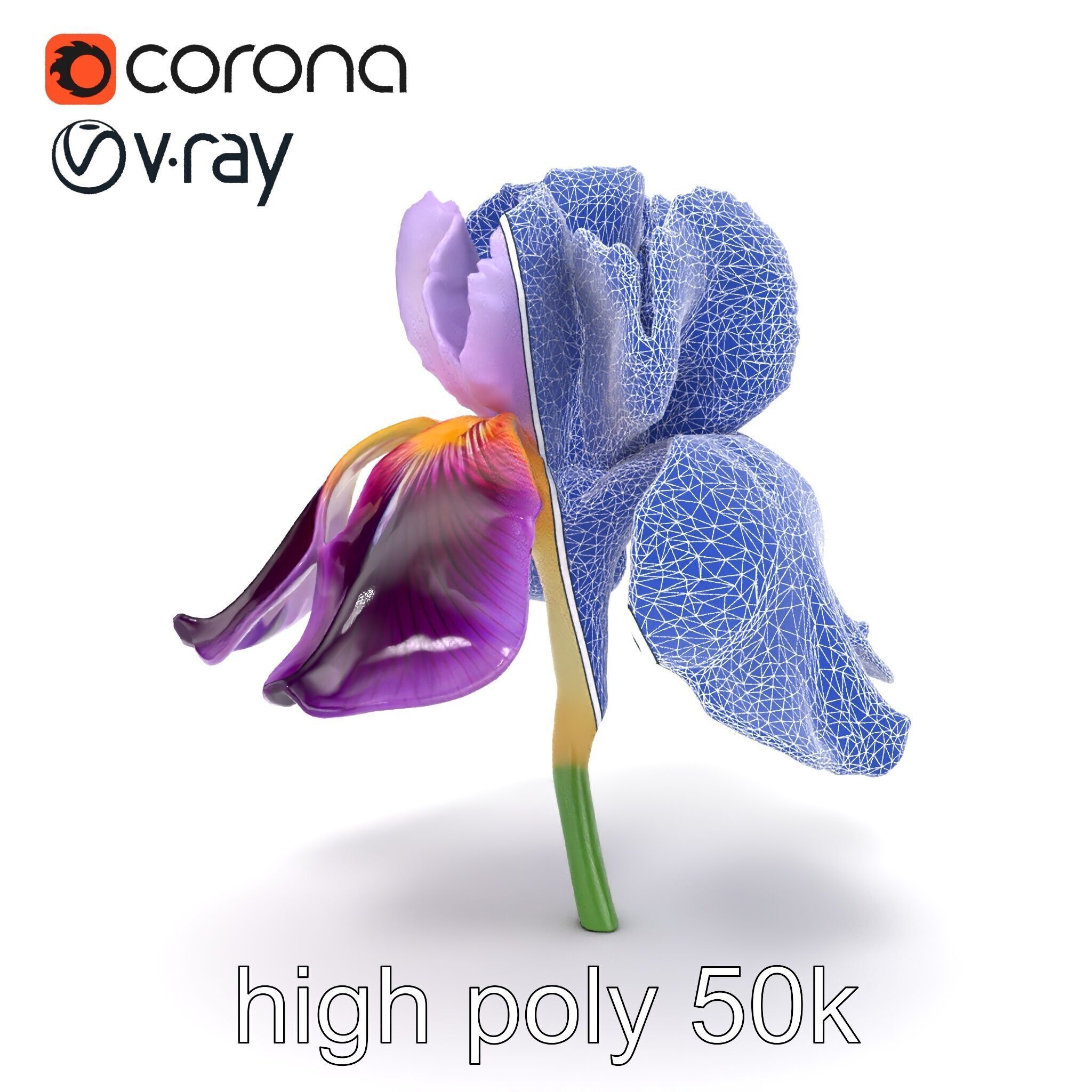 Japanese Iris Flower Realistic Model Pack Low-poly 3D model_22