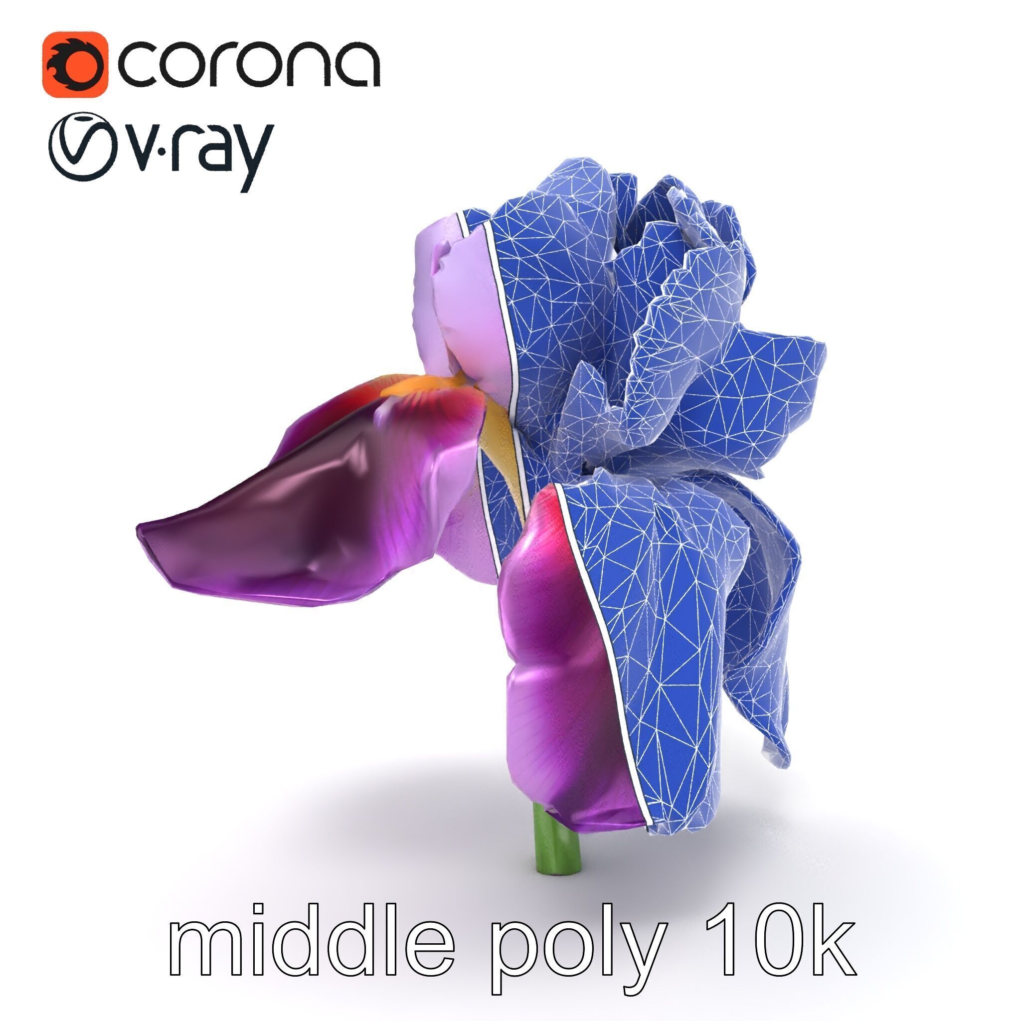 Japanese Iris Flower Realistic Model Pack Low-poly 3D model_17