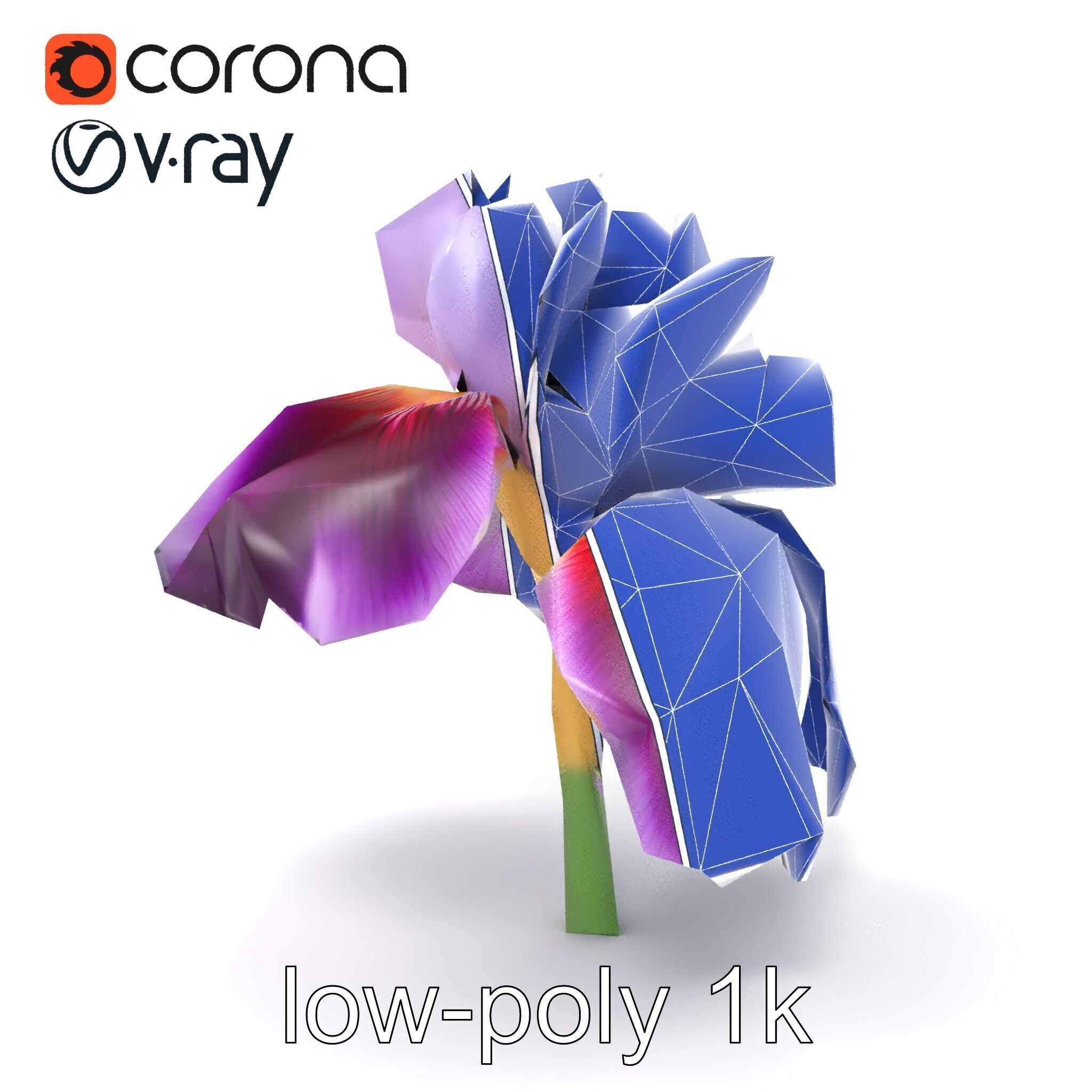 Japanese Iris Flower Realistic Model Pack Low-poly 3D model_29