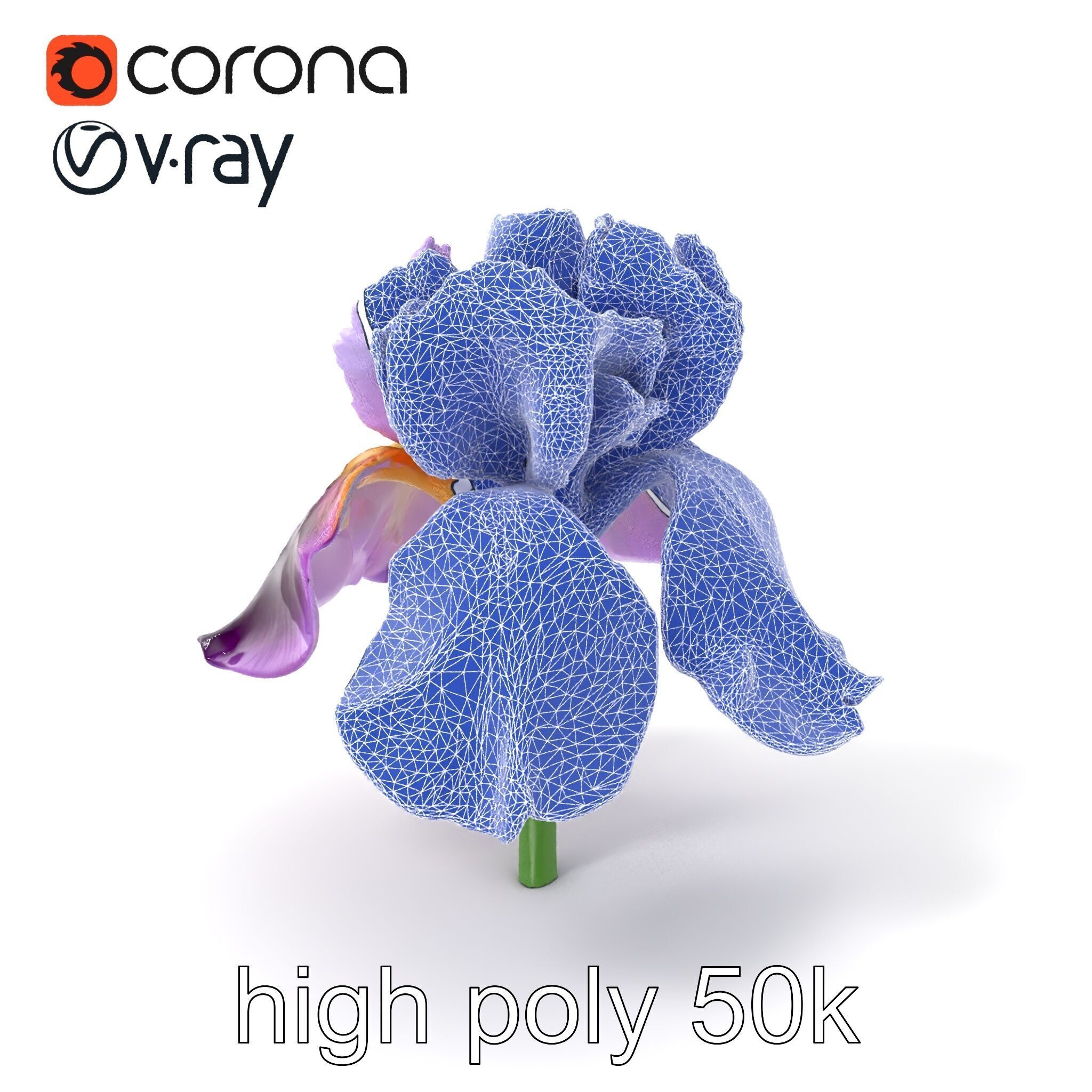 Japanese Iris Flower Realistic Model Pack Low-poly 3D model_10