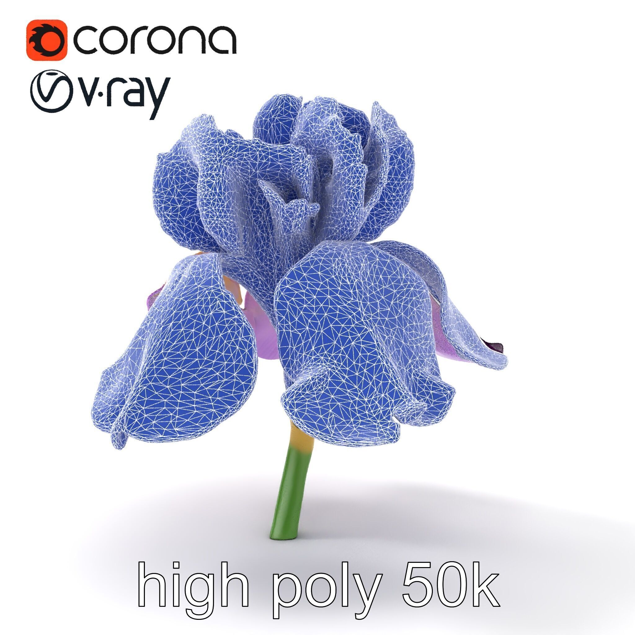 Japanese Iris Flower Realistic Model Pack Low-poly 3D model_23
