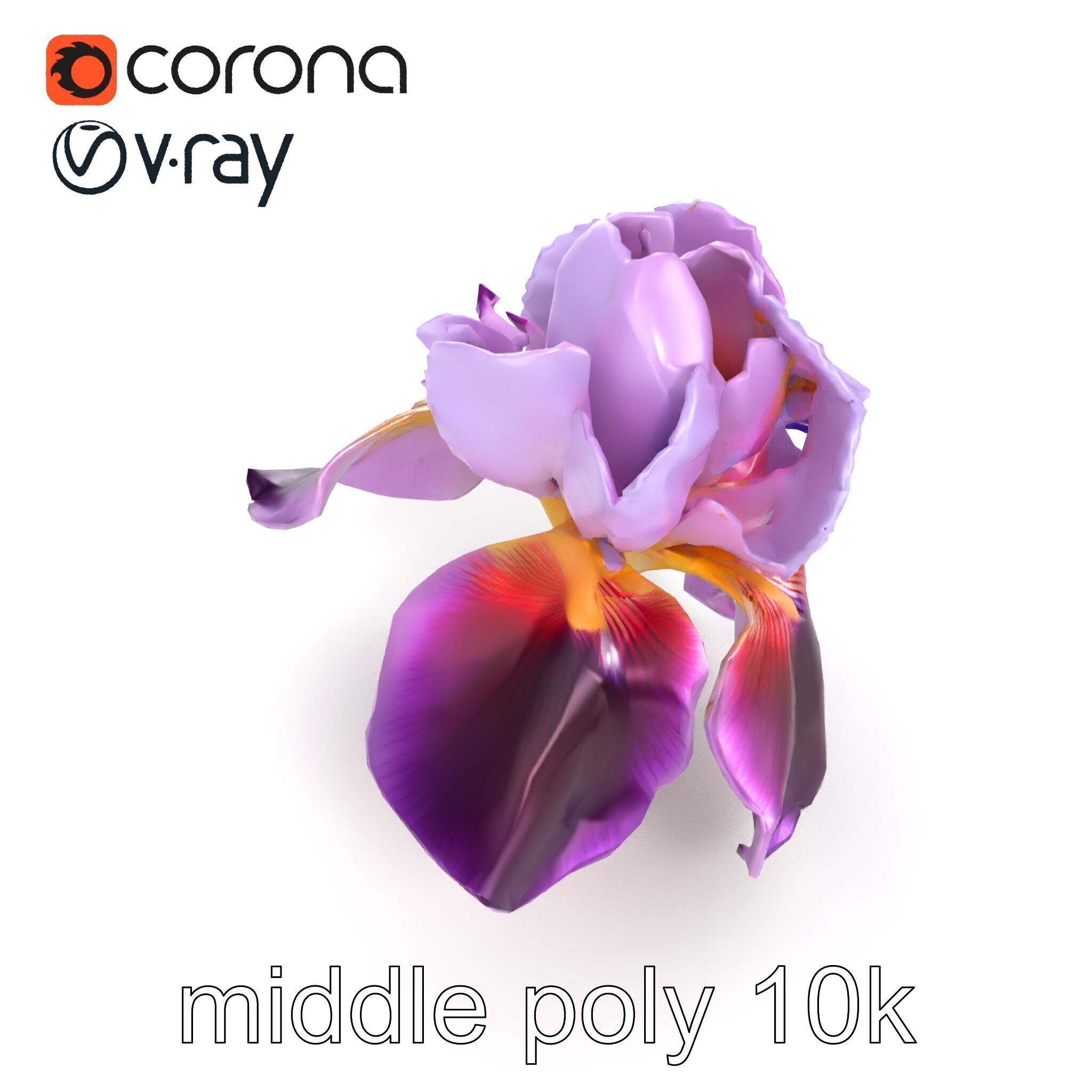 Japanese Iris Flower Realistic Model Pack Low-poly 3D model_25