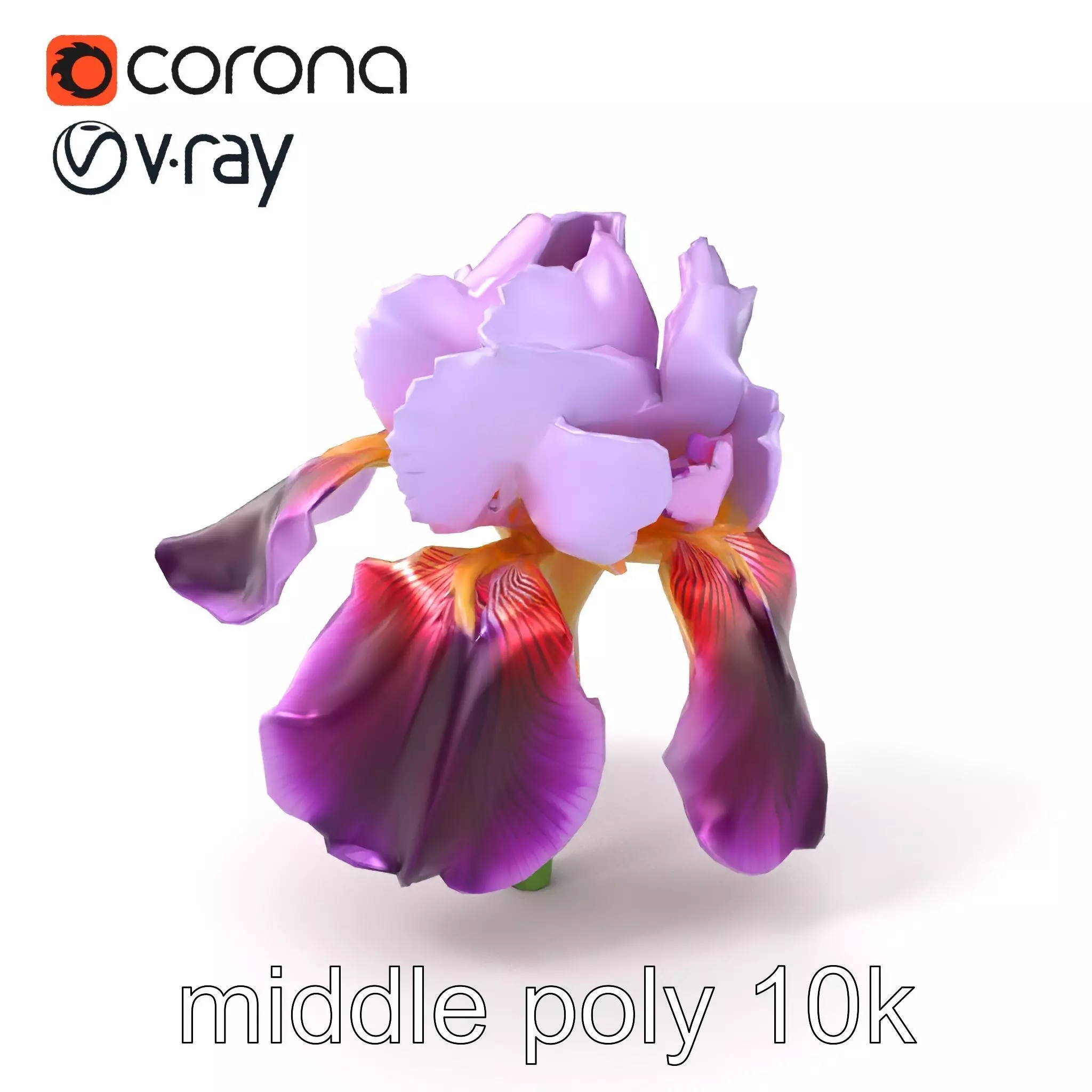 Japanese Iris Flower Realistic Model Pack Low-poly 3D model_0
