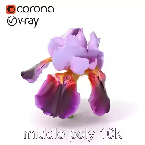 Japanese Iris Flower Realistic Model Pack Low-poly 3D model
