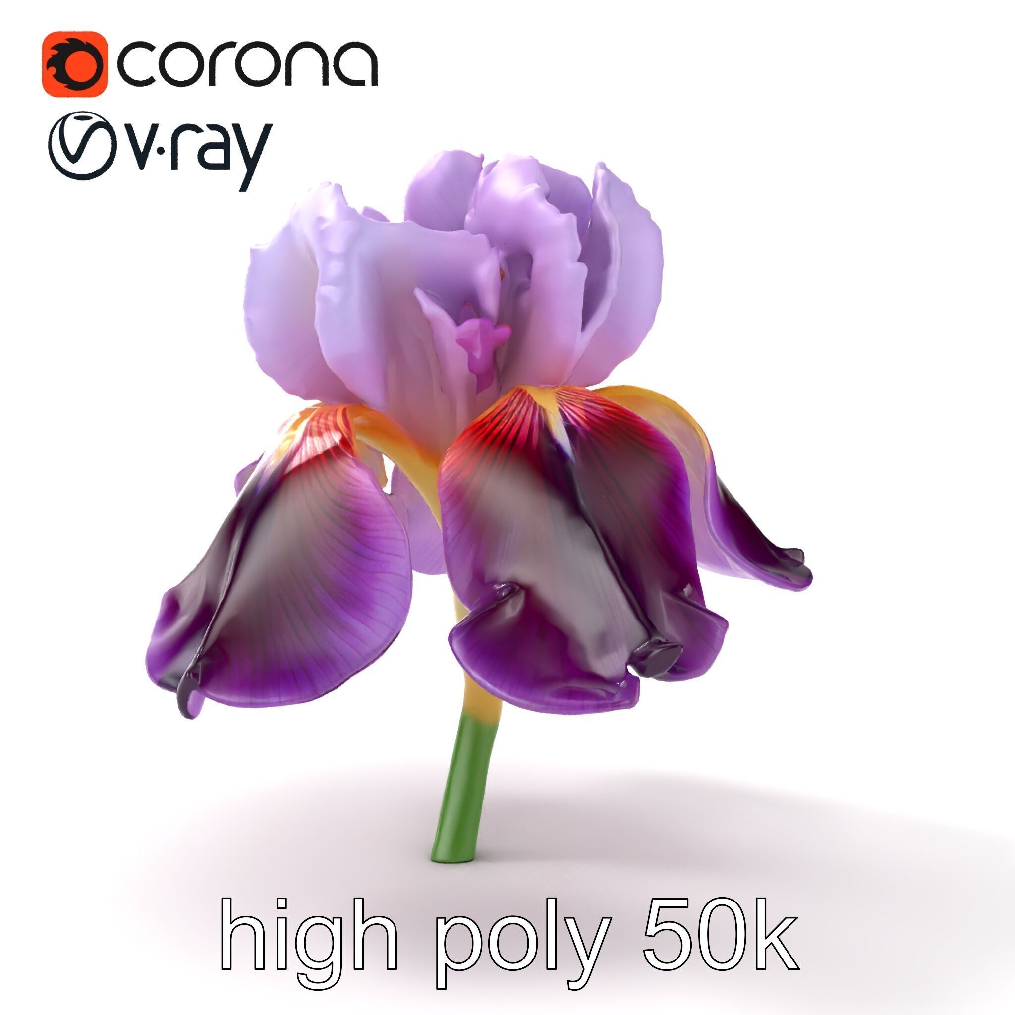 Japanese Iris Flower Realistic Model Pack Low-poly 3D model_18