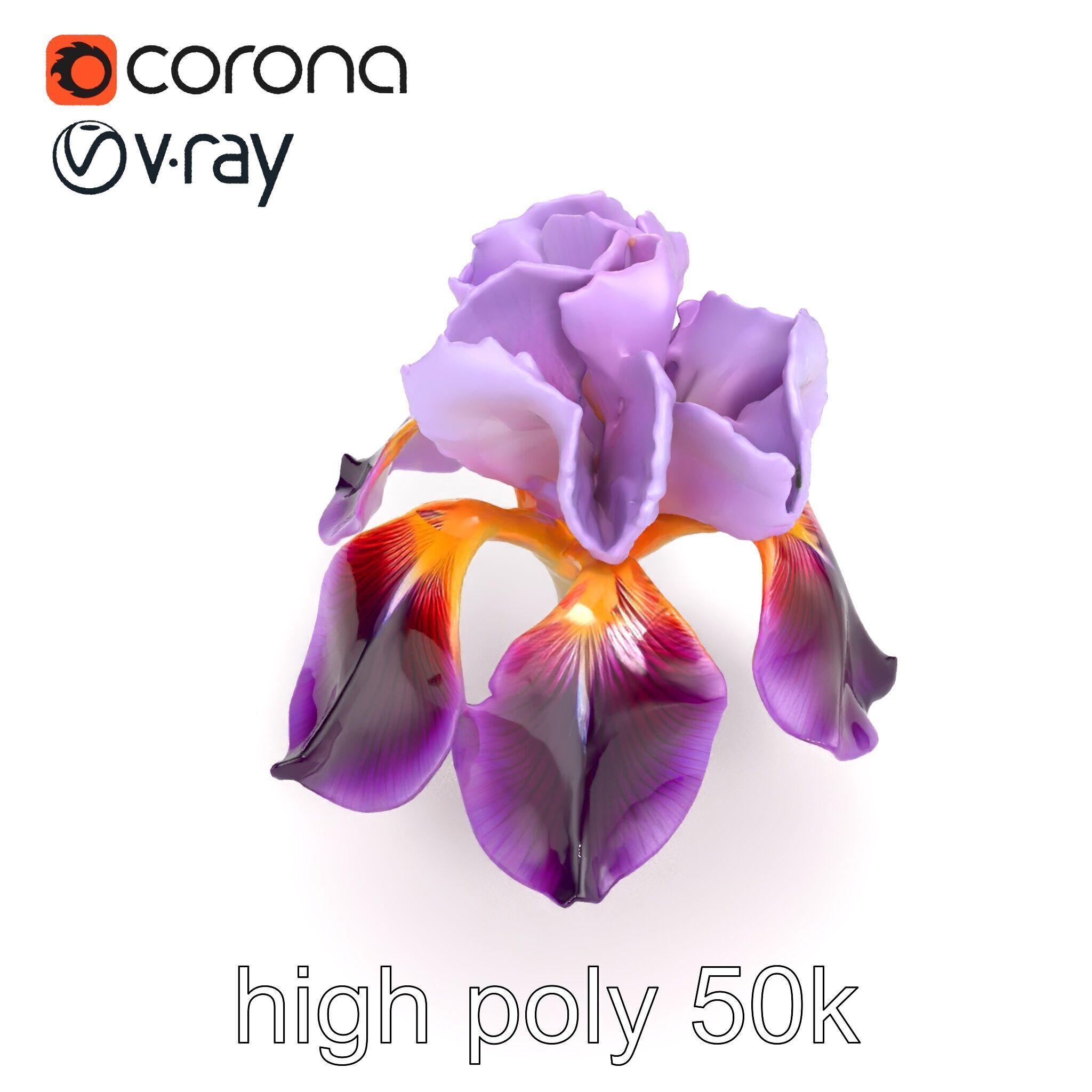 Japanese Iris Flower Realistic Model Pack Low-poly 3D model_12
