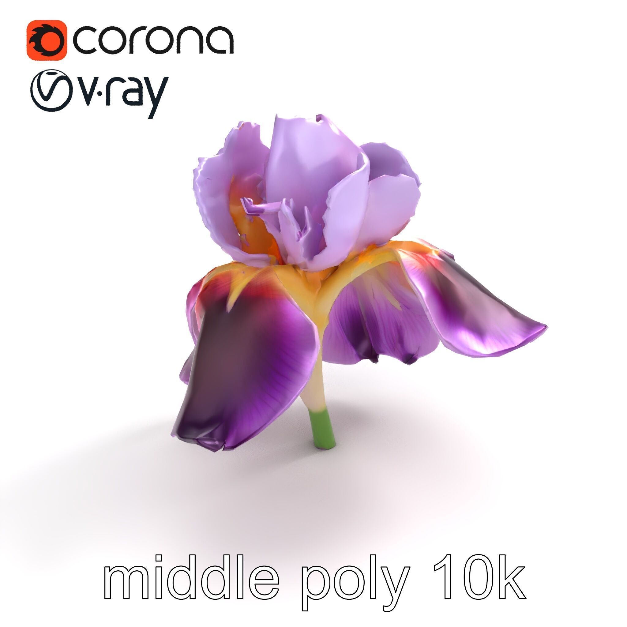 Japanese Iris Flower Realistic Model Pack Low-poly 3D model_8