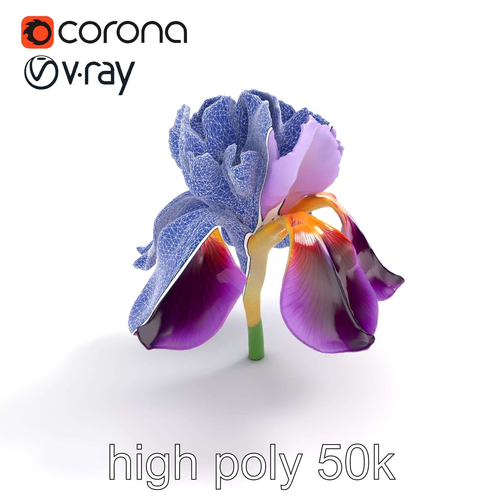 Japanese Iris Flower Realistic Model Pack Low-poly 3D model_13
