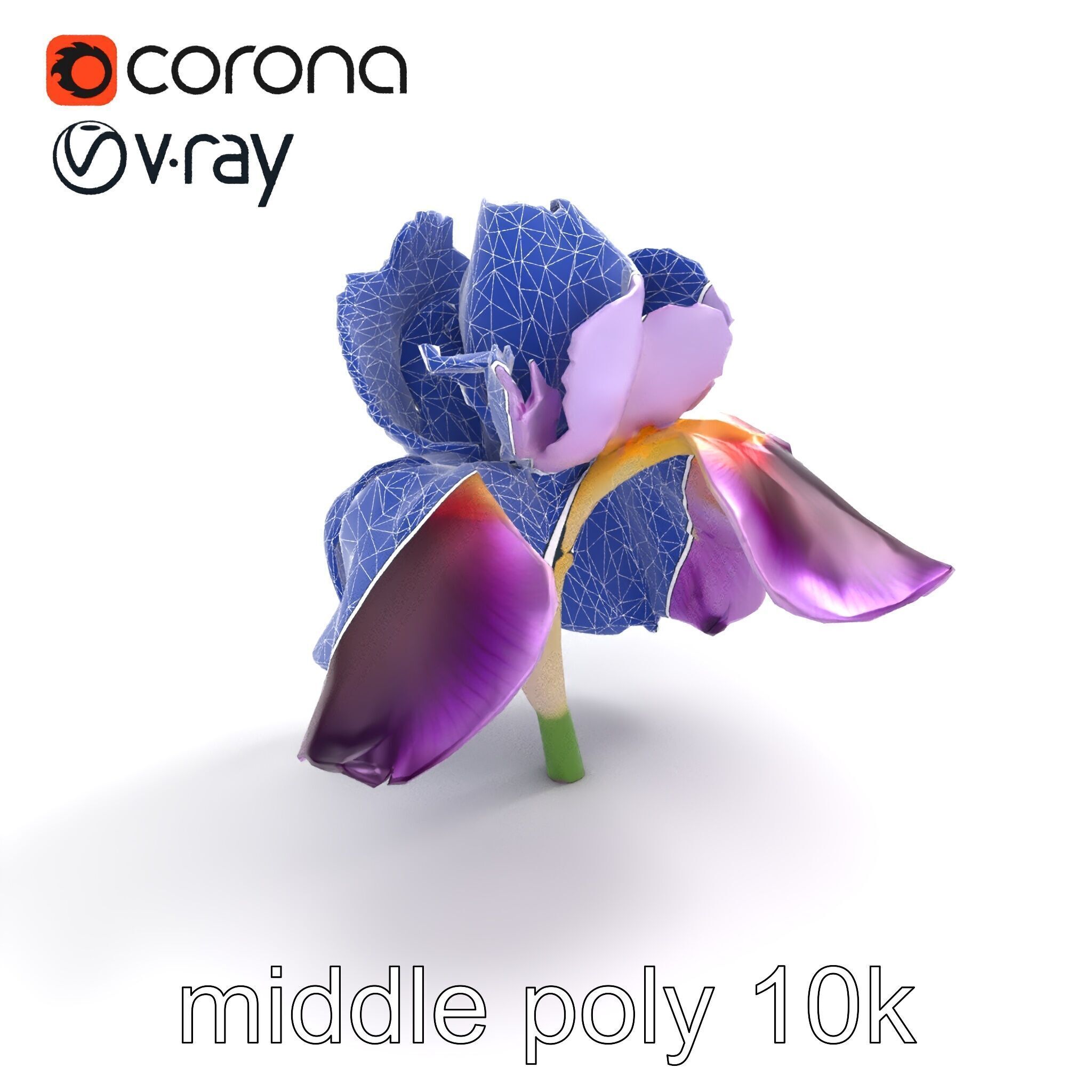 Japanese Iris Flower Realistic Model Pack Low-poly 3D model_15