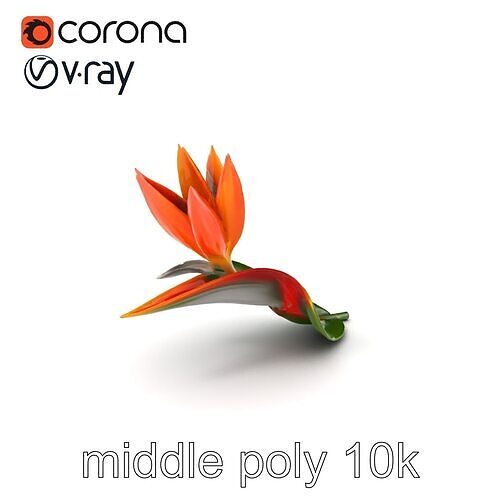 Strelitzia Pink Delicate Petals Model Pack Low-poly 3D model