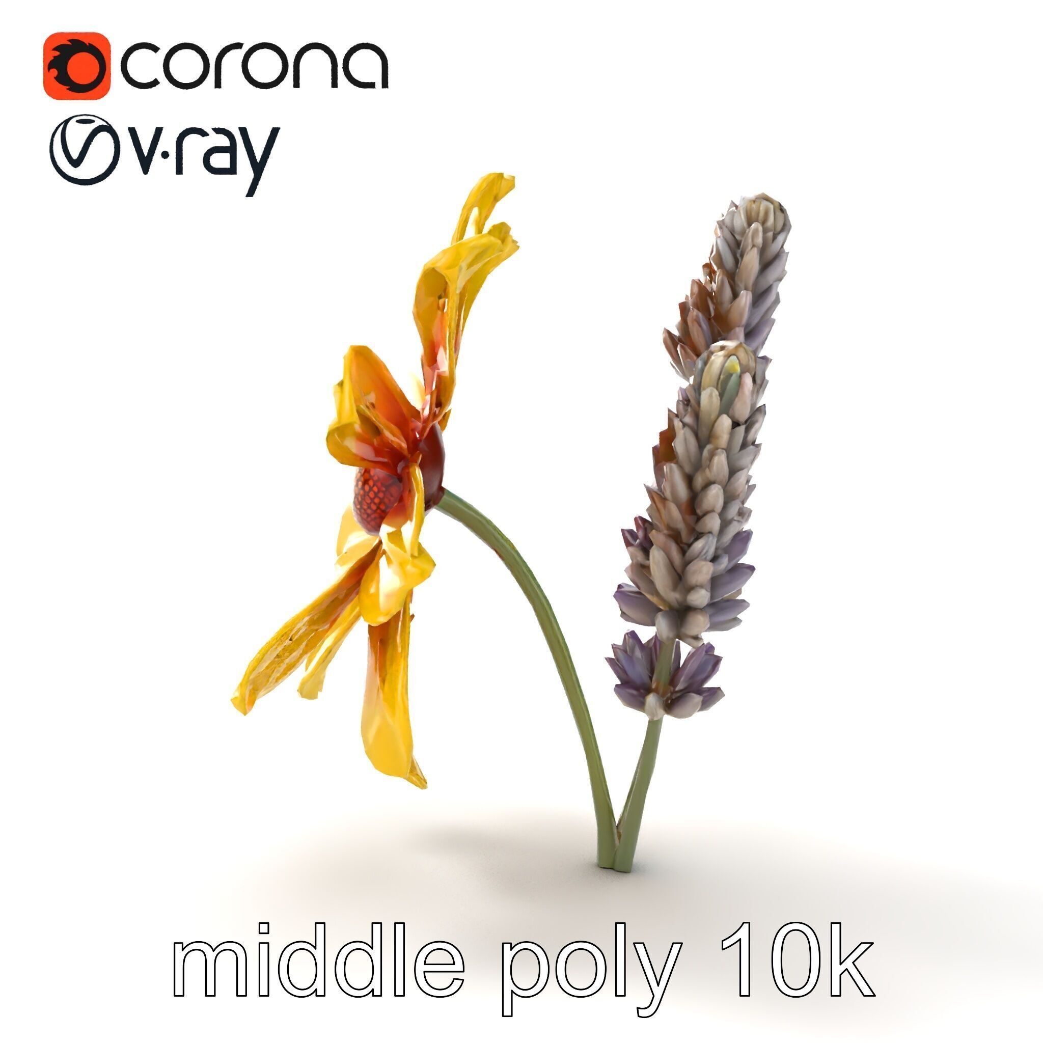 Lavandula Yellow Flower Model Pack with Textured Petals Low-poly 3D model_15
