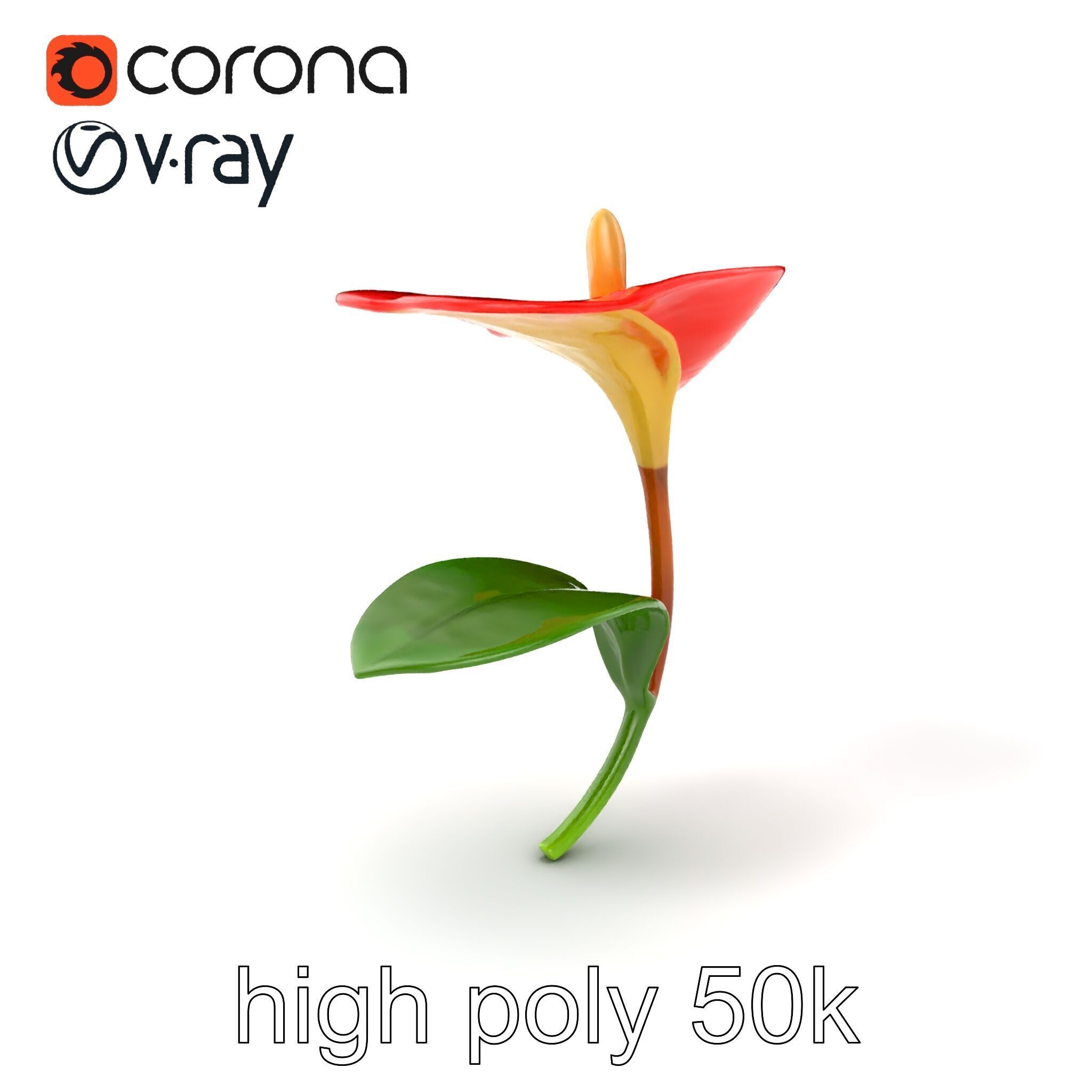 Miniature Anthurium Minor with Bright Petals model pack Low-poly 3D model_2