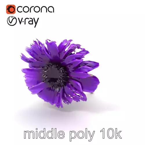Purple Cornflower Realistic Botanical Model Pack Low-poly 3D model