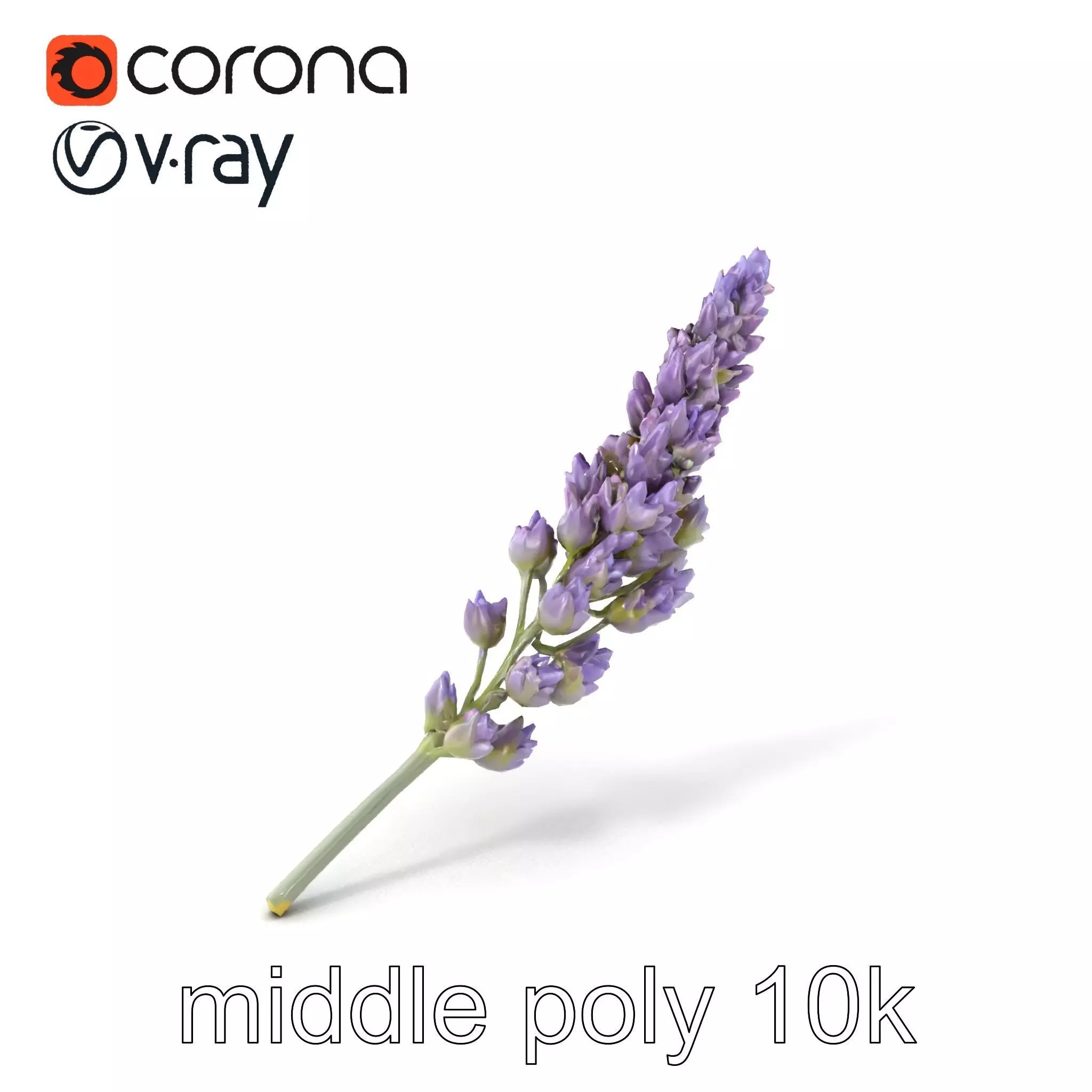 Lavender Flower Botanical Charm model pack Low-poly 3D model_0