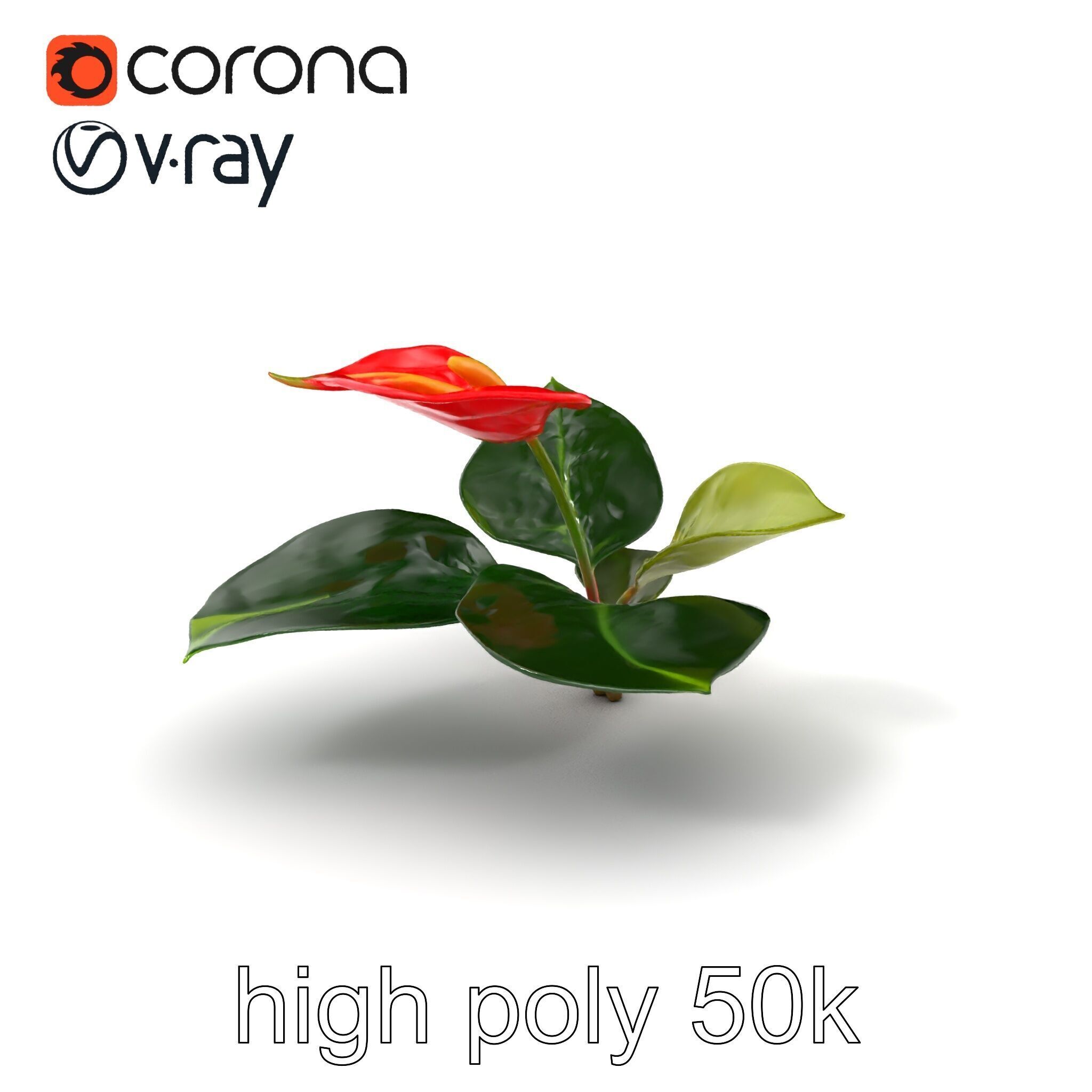 Anthurium Red Glossy Petals model pack Low-poly 3D model_2