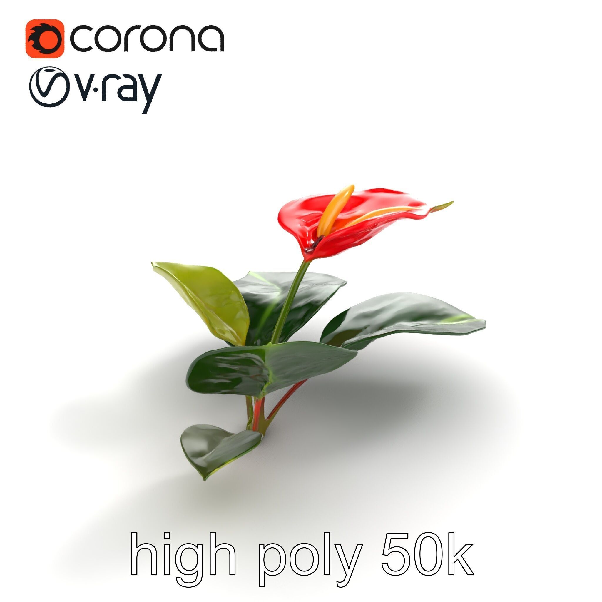 Anthurium Red Glossy Petals model pack Low-poly 3D model_9