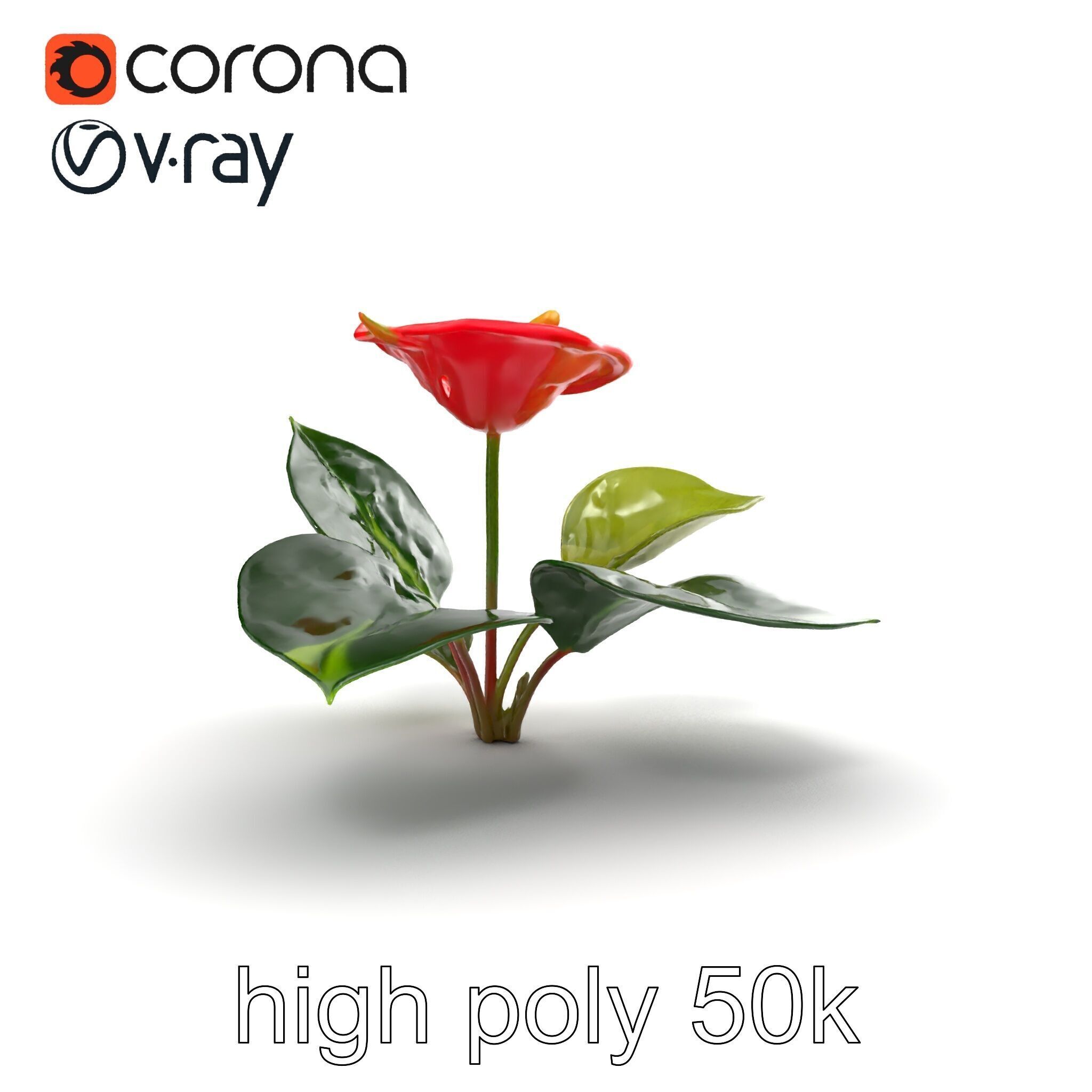 Anthurium Red Glossy Petals model pack Low-poly 3D model_24
