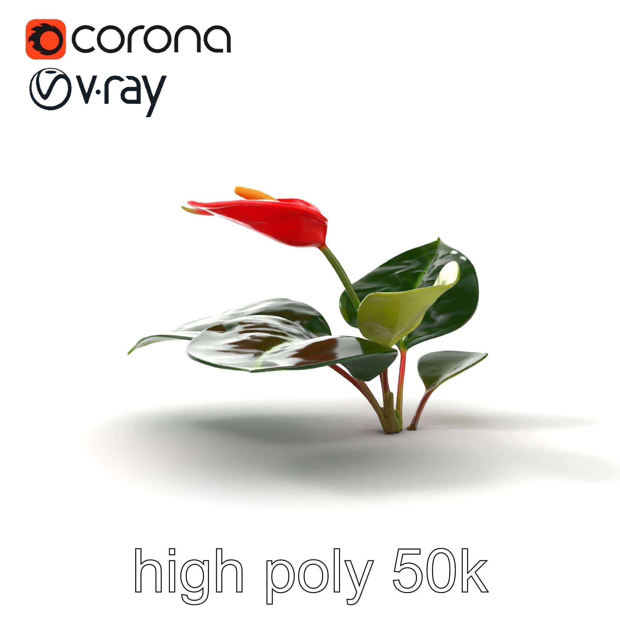 Anthurium Red Glossy Petals model pack Low-poly 3D model_21