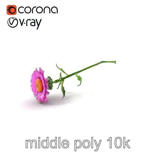 Realistic Aster Flower Botanical Collection Model Pack Low-poly 3D model