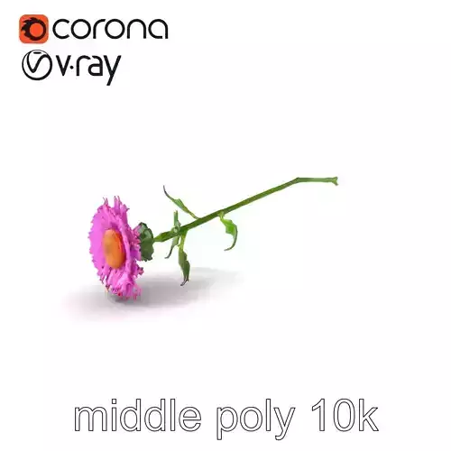 Realistic Aster Flower Botanical Collection Model Pack Low-poly 3D model