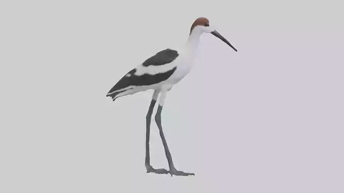 Pied Avocet wading model