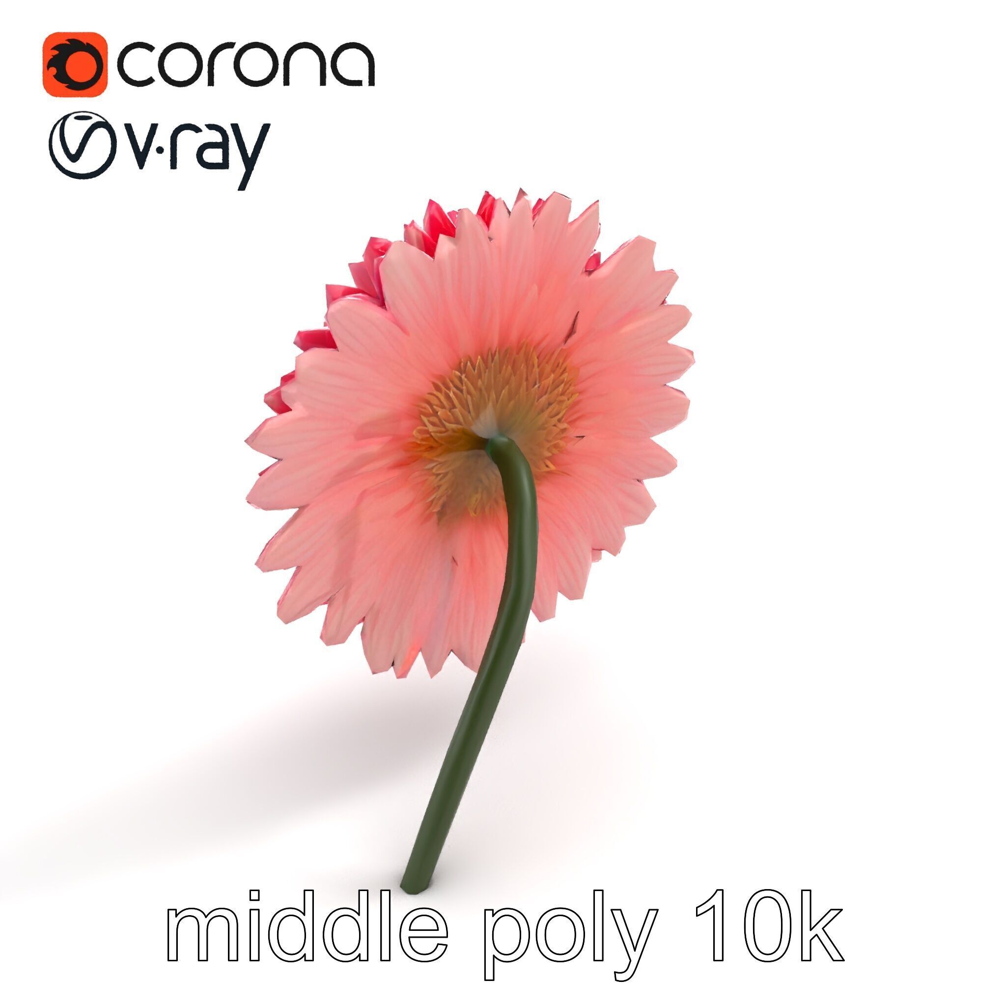 Chrysanthemum Double Lush Blooms model pack Low-poly 3D model_7