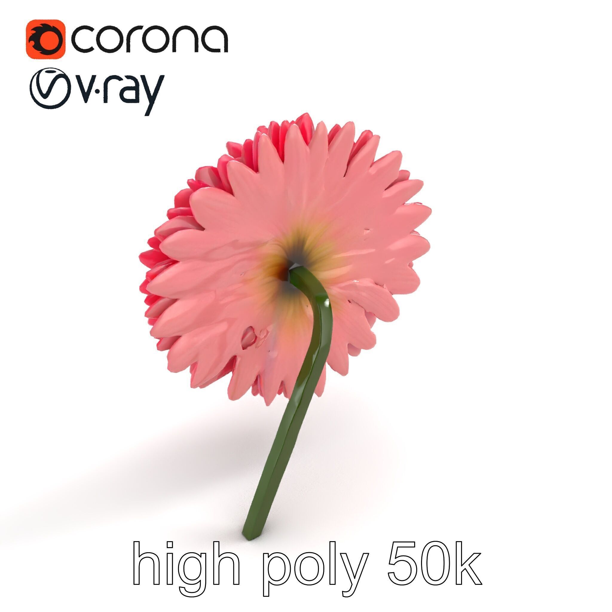 Chrysanthemum Double Lush Blooms model pack Low-poly 3D model_9