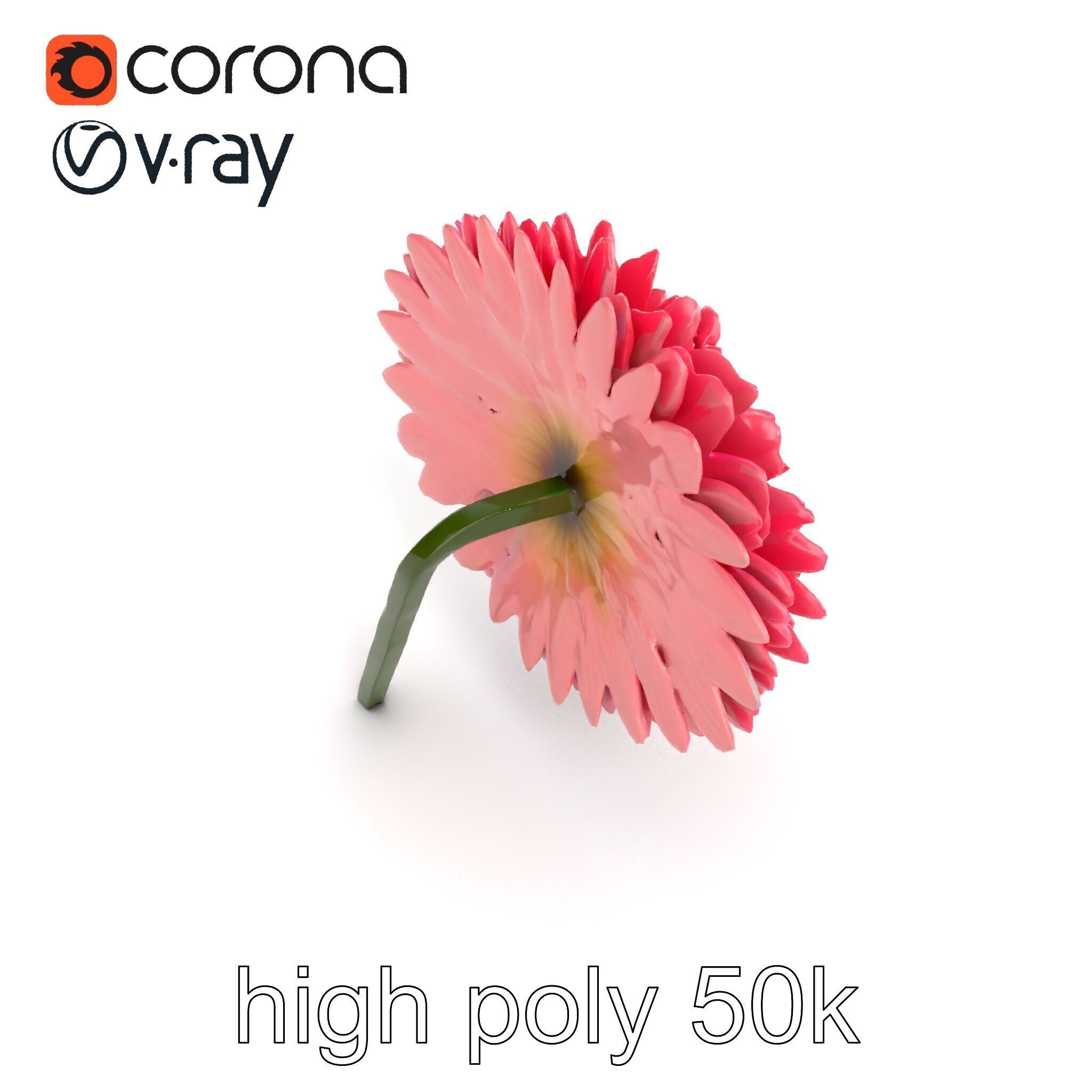 Chrysanthemum Double Lush Blooms model pack Low-poly 3D model_13