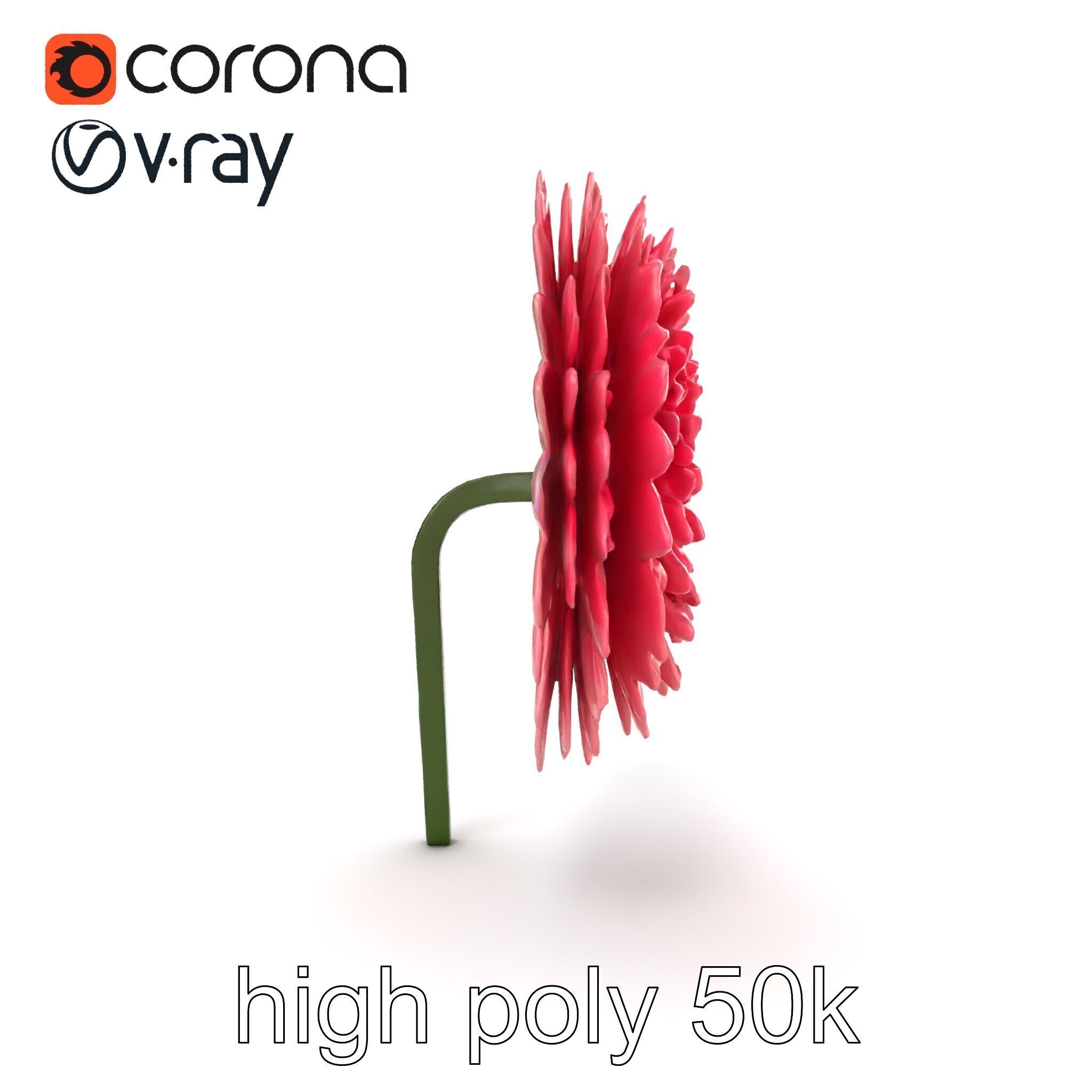 Chrysanthemum Double Lush Blooms model pack Low-poly 3D model_17