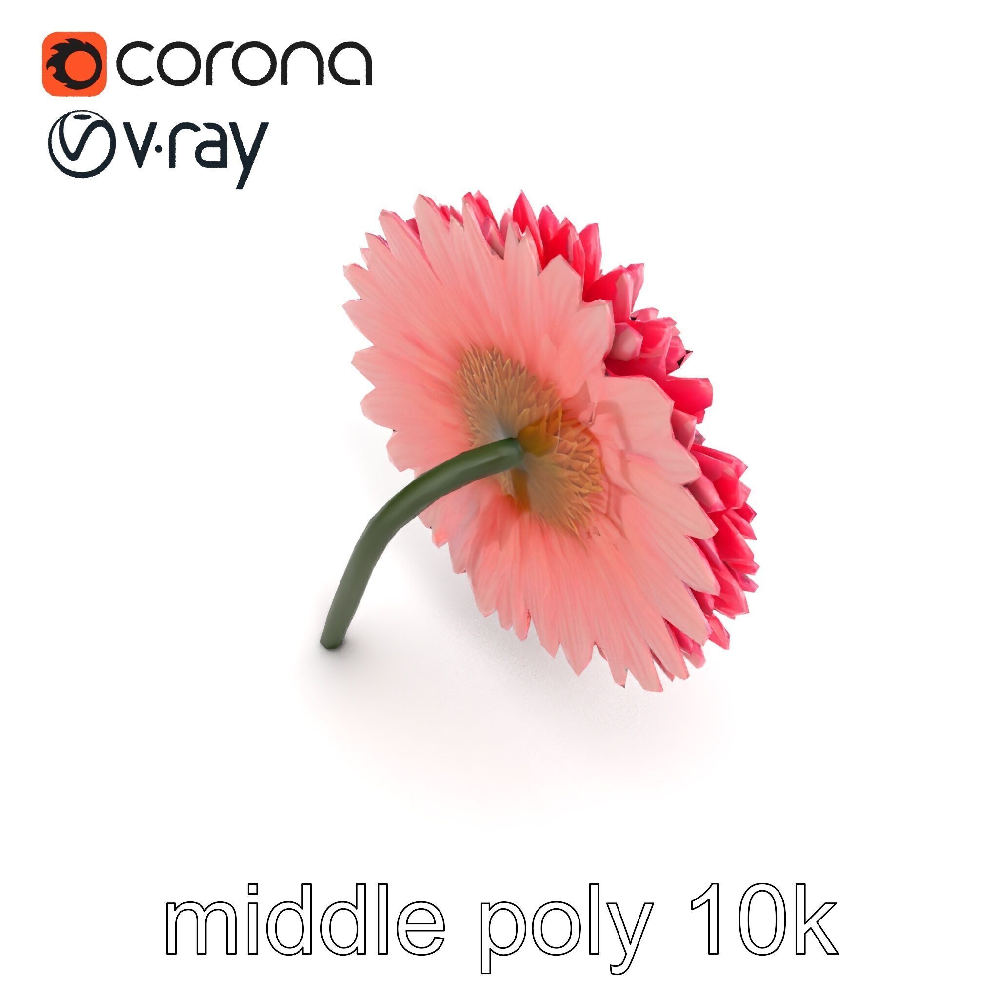 Chrysanthemum Double Lush Blooms model pack Low-poly 3D model_25