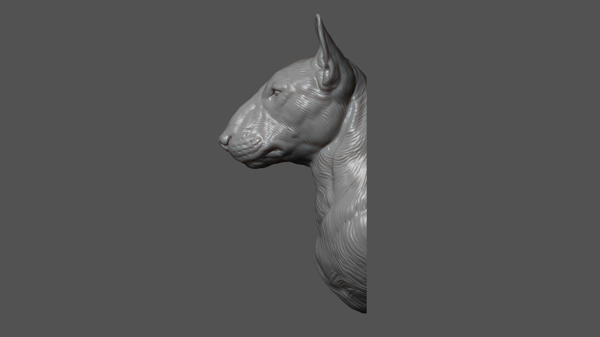 Bull Terrier bust 3D print model_4