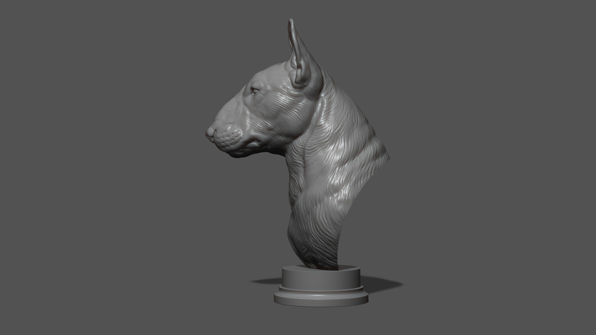 Bull Terrier bust 3D print model_14