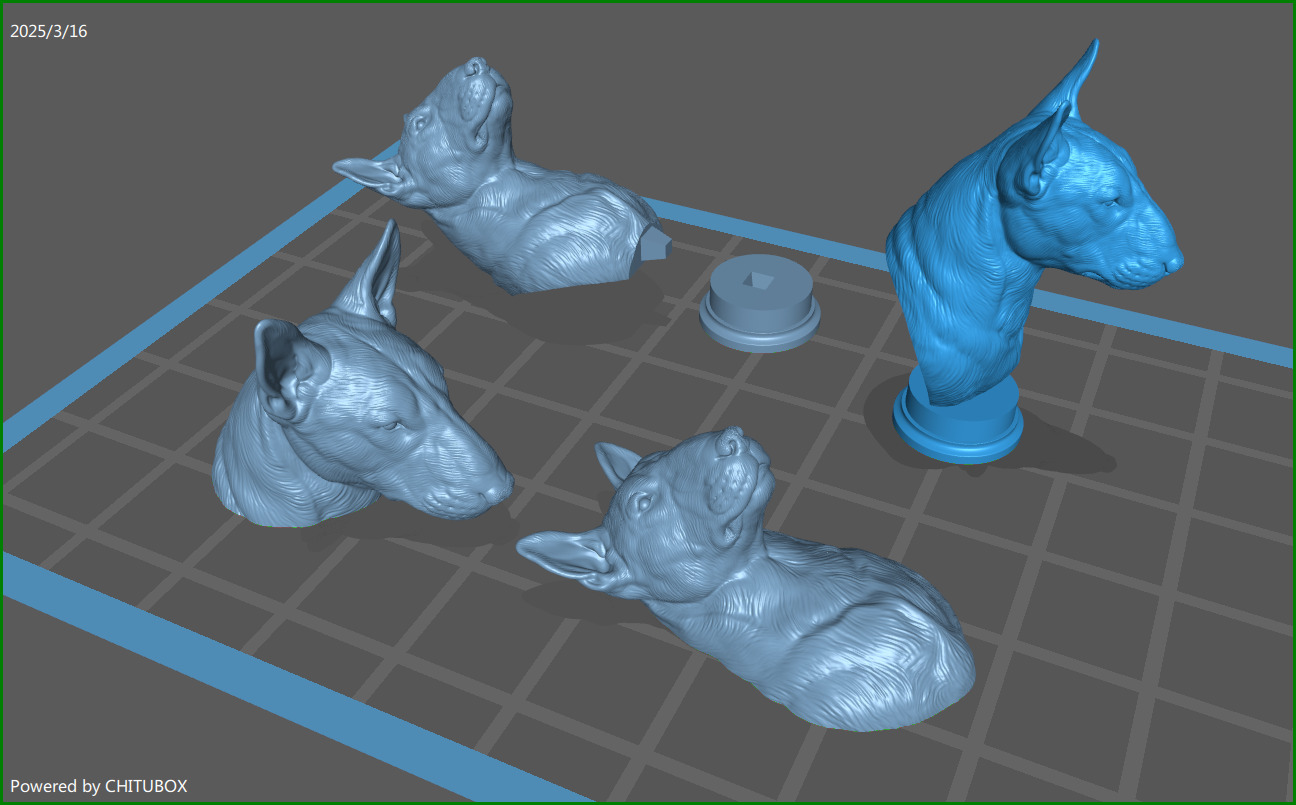 Bull Terrier bust 3D print model_1