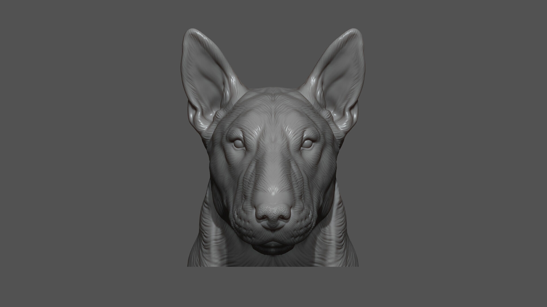 Bull Terrier bust 3D print model_19