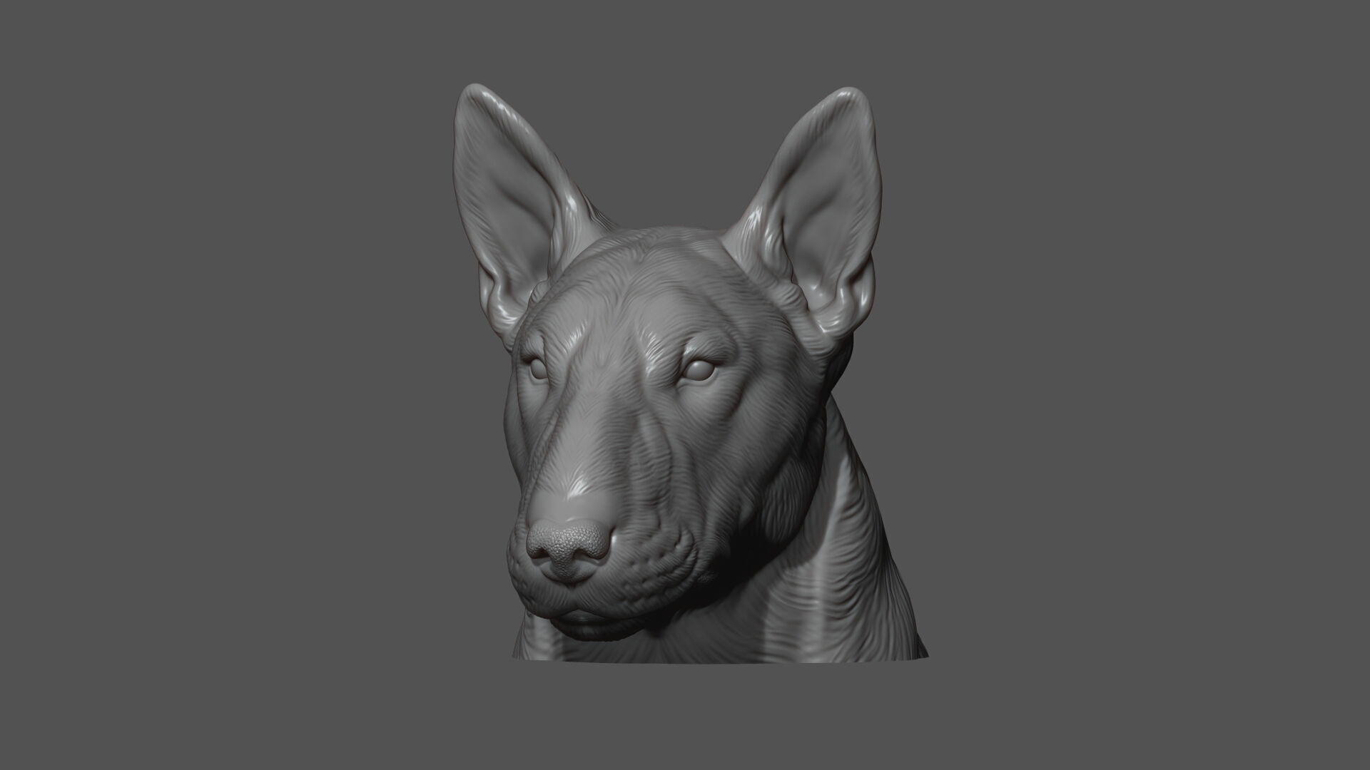 Bull Terrier bust 3D print model_18