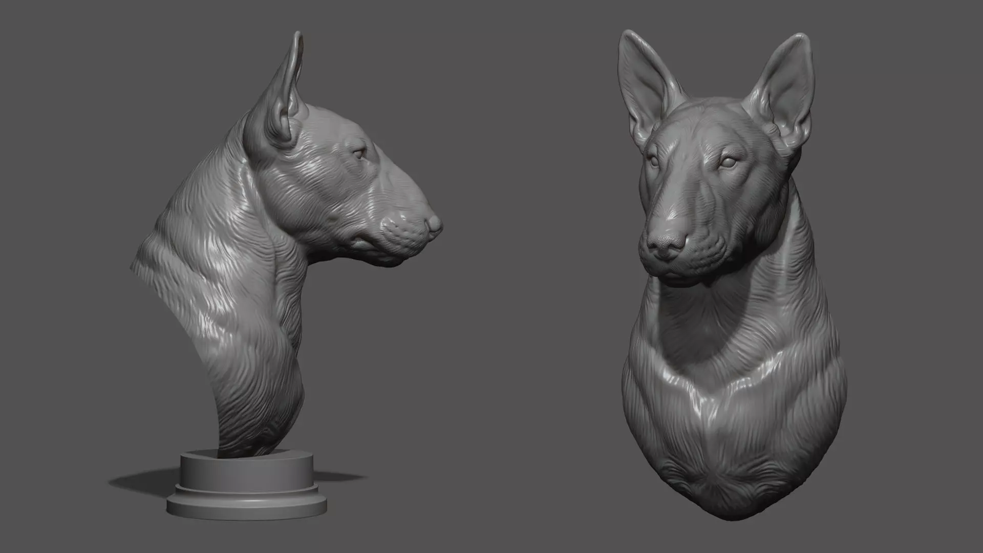 Bull Terrier bust 3D print model_0