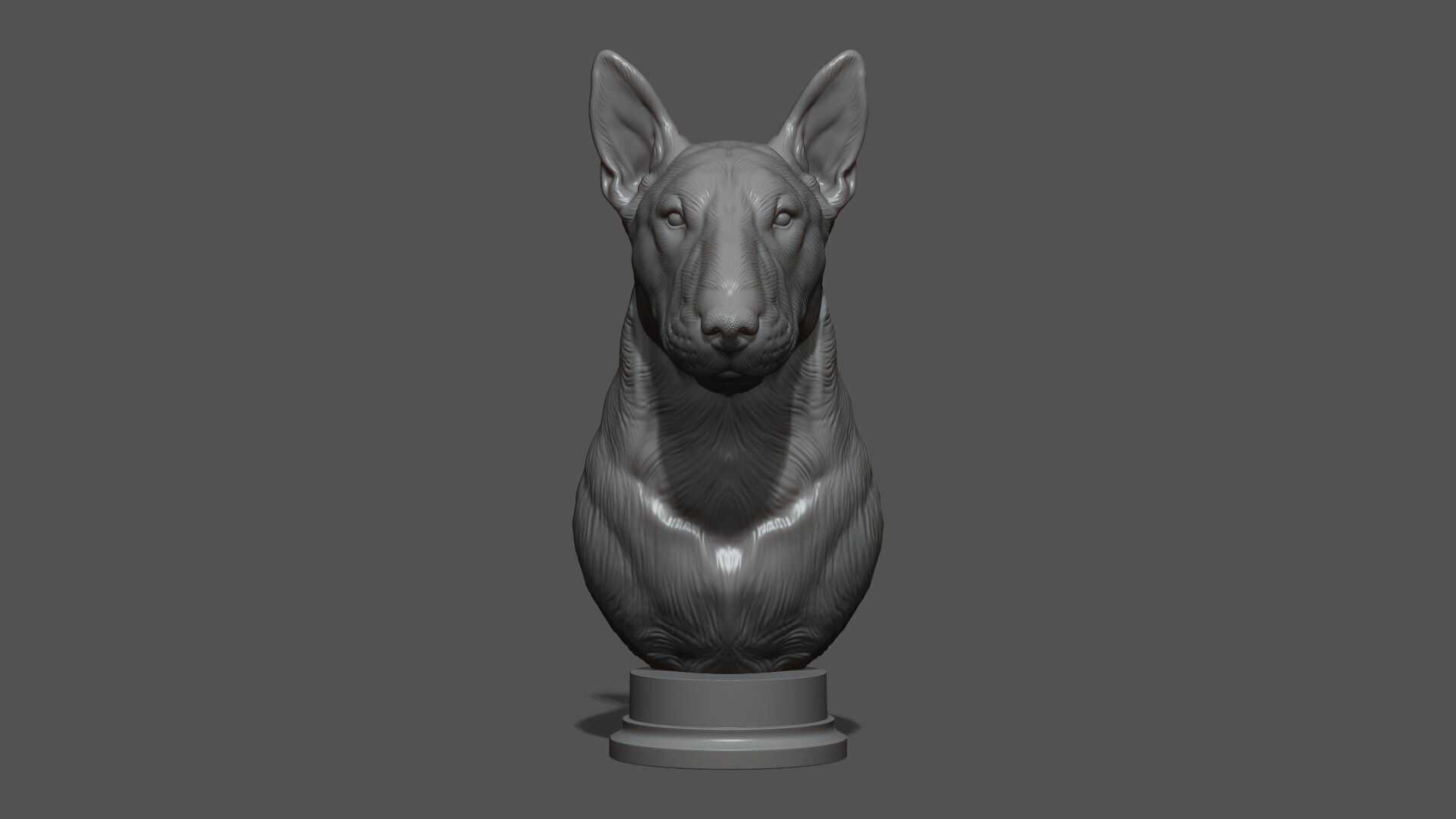 Bull Terrier bust 3D print model_13