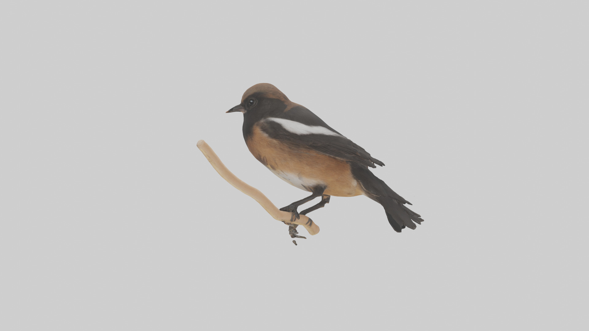 Pied Bushchat perched model Low-poly 3D model_1
