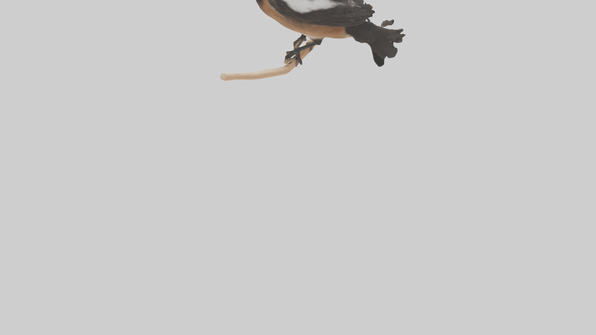 Pied Bushchat perched model Low-poly 3D model_3